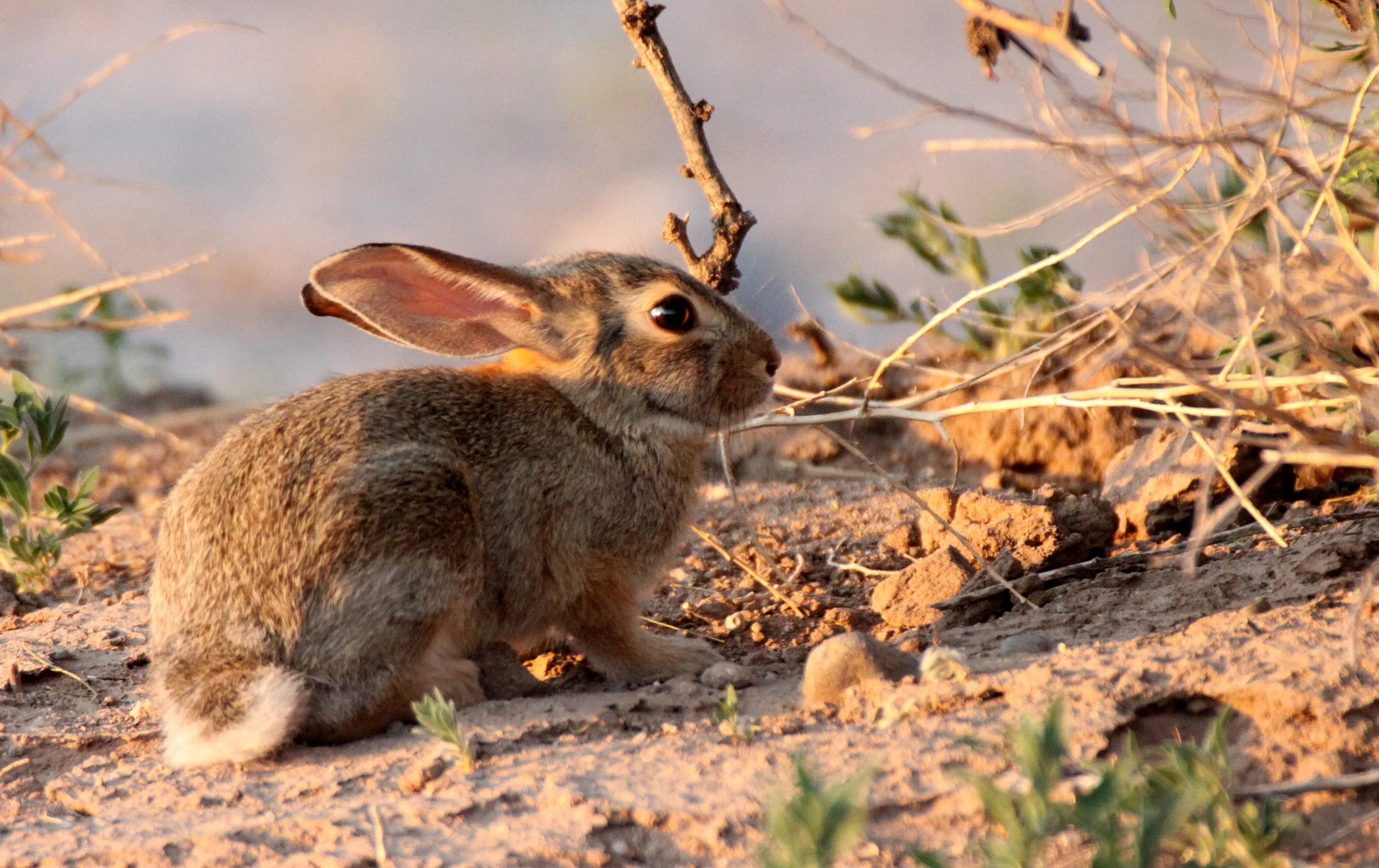 LAGOMORPH - RABBIT - DESERT COTTONTAIL RABBIT - TRUTH OR CONSEQUENCES NEW MEXICO (7).JPG