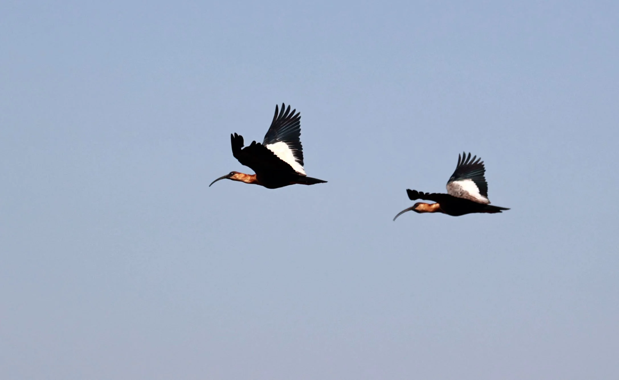 Ibis - Buff-necked Ibis - Theristicus caudatus - Emas National Park, Goias State, Brazil (10).jpg
