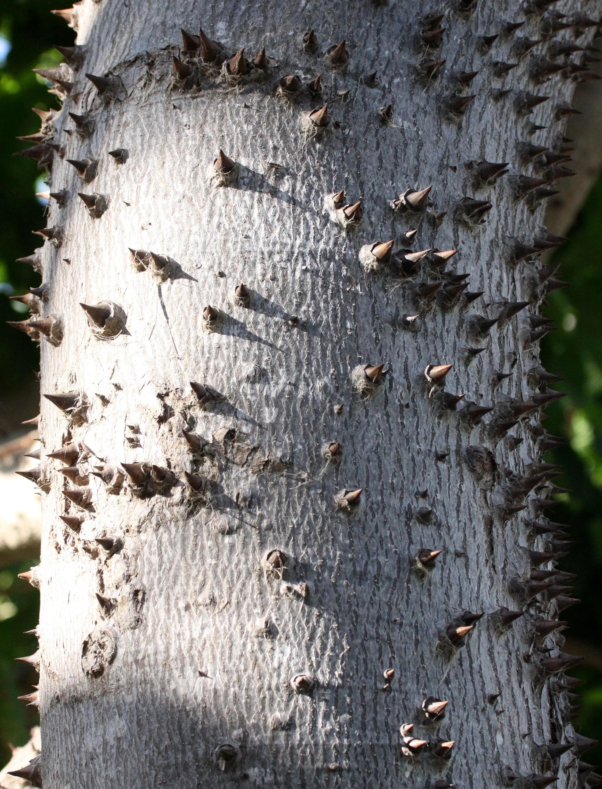 PLANT - SPECIES - MORONDAVA MADAGASCAR (2).JPG