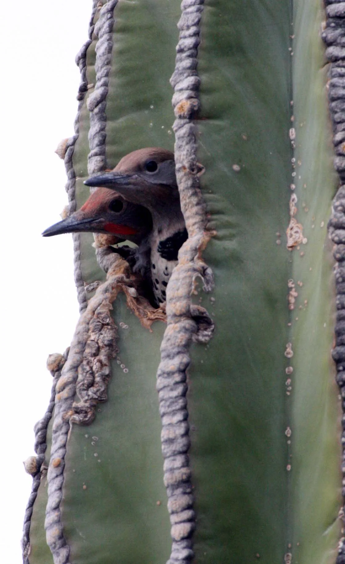 BIRD - WOODPECKER - FLICKER - GILDED FLICKER - COLAPTES CHRYSOIDES - SAN IGNACIO DESERT BAJA - IN CARDON CACTUS - MEXICO (15).JPG