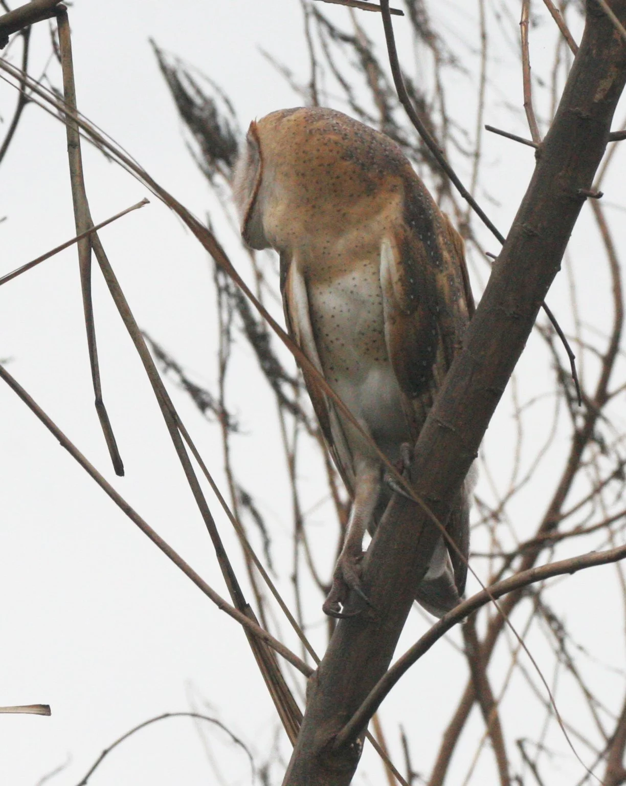 Tyto alba - BARN OWL - BUENG BORAPHET THAILAND (3).JPG