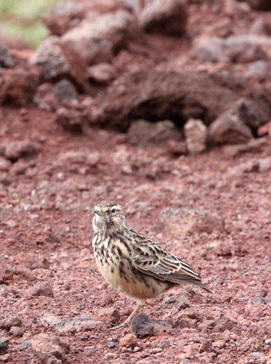 Abyssinian longclaw (Macronyx flavicollis) BALE MOUNTAINS NATIONAL PARK ETHIOPIA (3).JPG