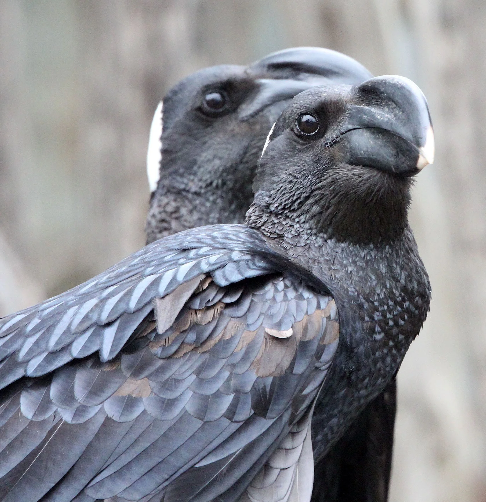 Family Corvidae — Coke Smith Wildlife