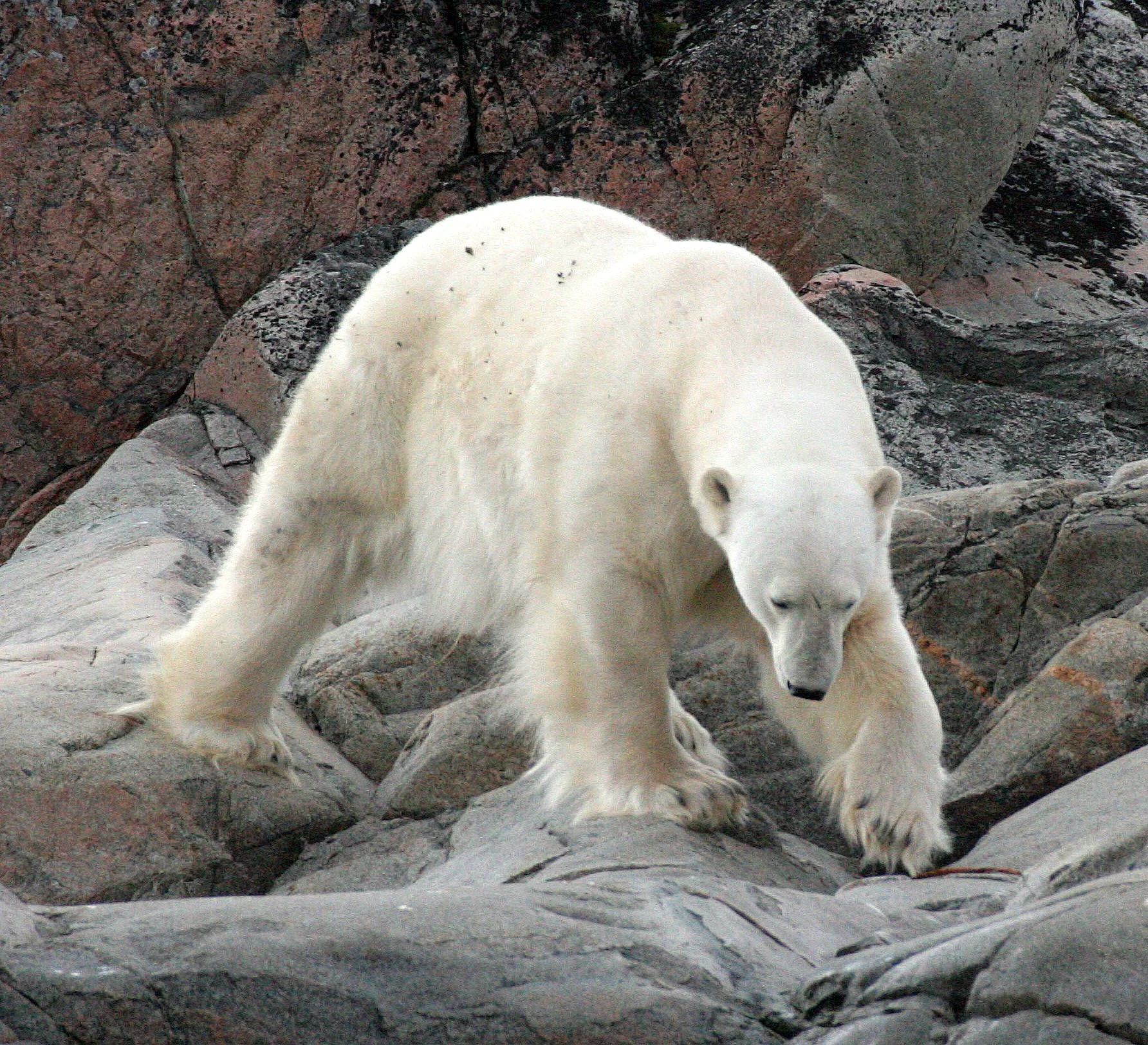 URSID - POLAR BEAR - SVALBARD (124).jpg