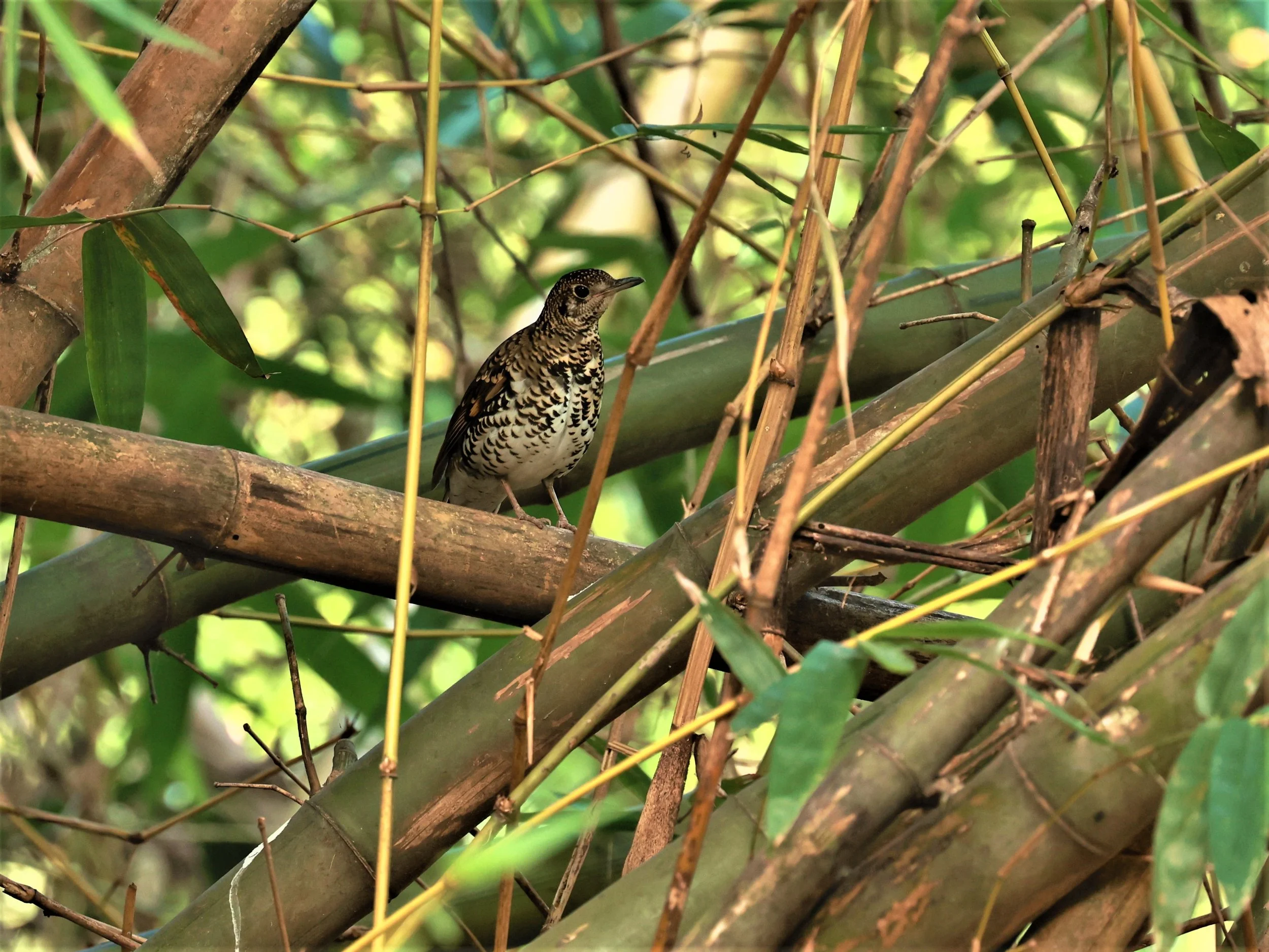 White's Thrush (Zoothera aurea) Putthamonthon Park Nakhon Pathom Thailand (65).jpg