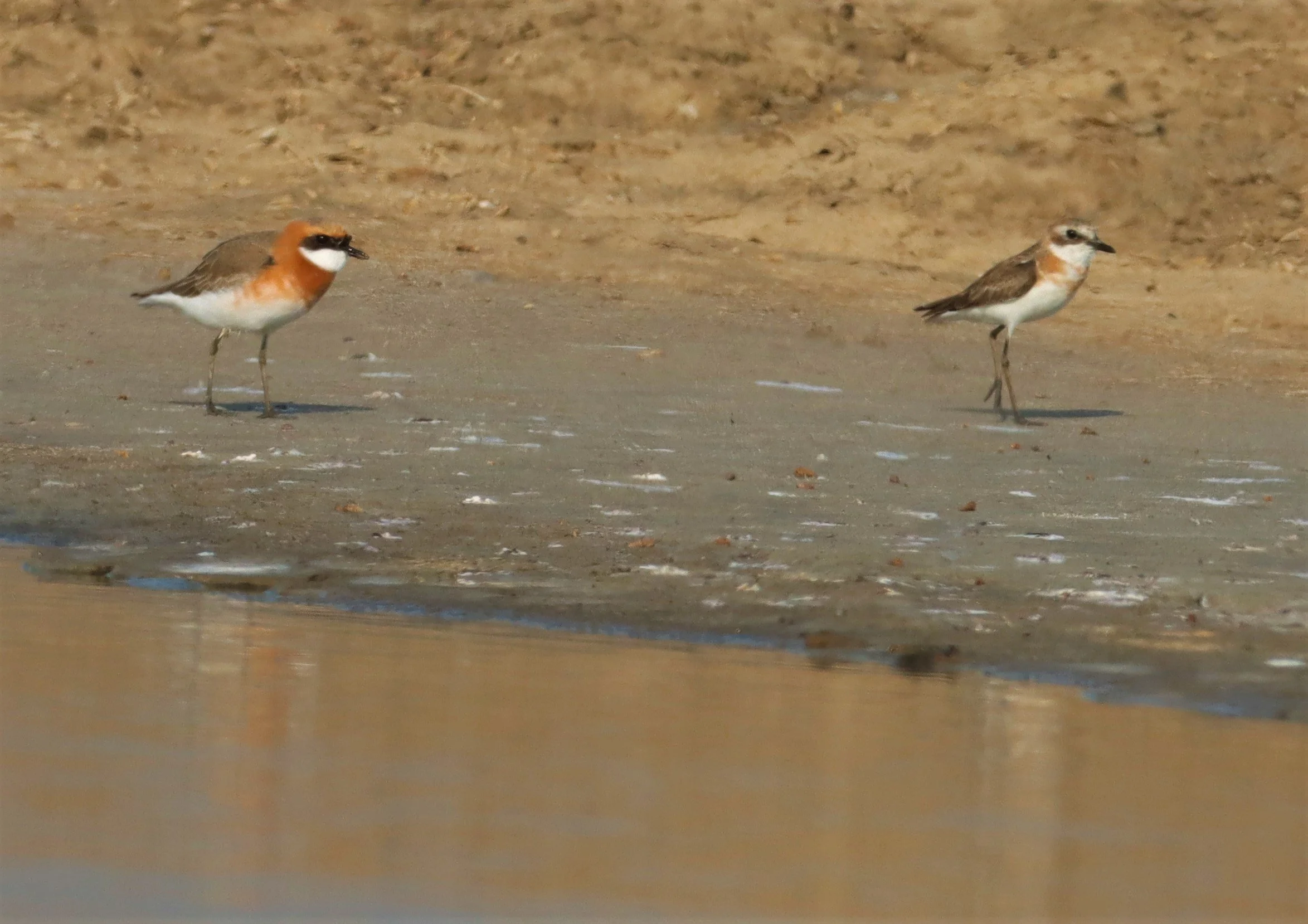 PLOVER - LESSER SAND PLOVER - Charadrius mongolus - BANG PAKONG SALT PANS CHACHOENGSAO WEST OF RIVER (18).jpg