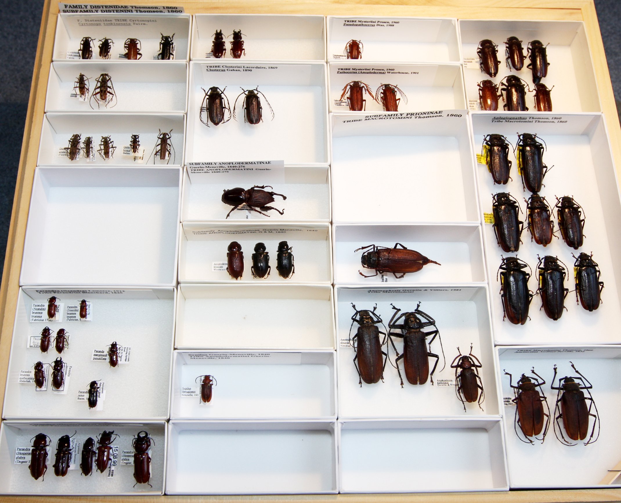 Prioninae 2  Macrotomini.JPG