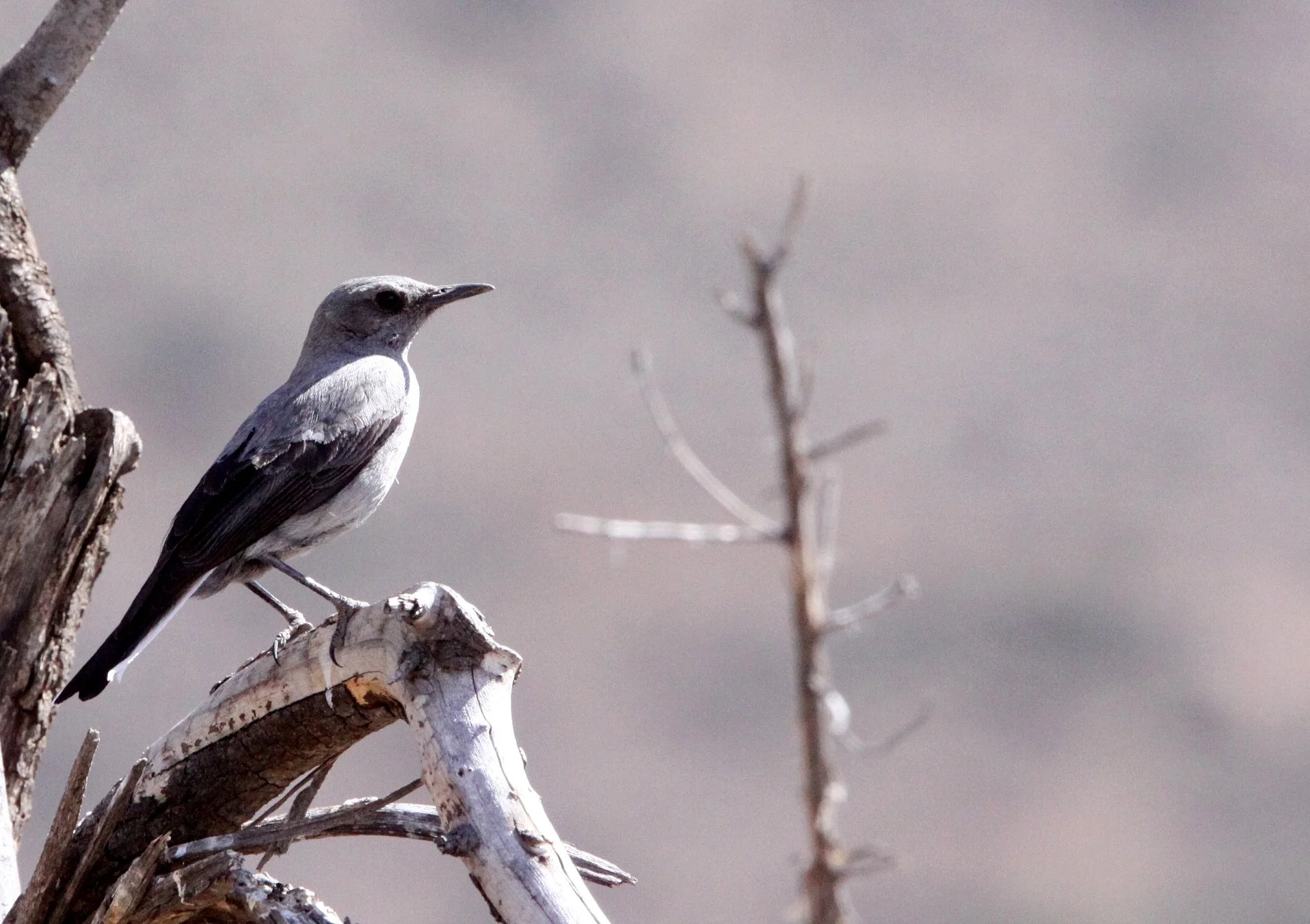 BIRD - CHAT - MOUNTAIN WHEATEAR CHAT - OENANTHE MONTICOLA - KAROO NATIONAL PARK SOUTH AFRICA (5).JPG