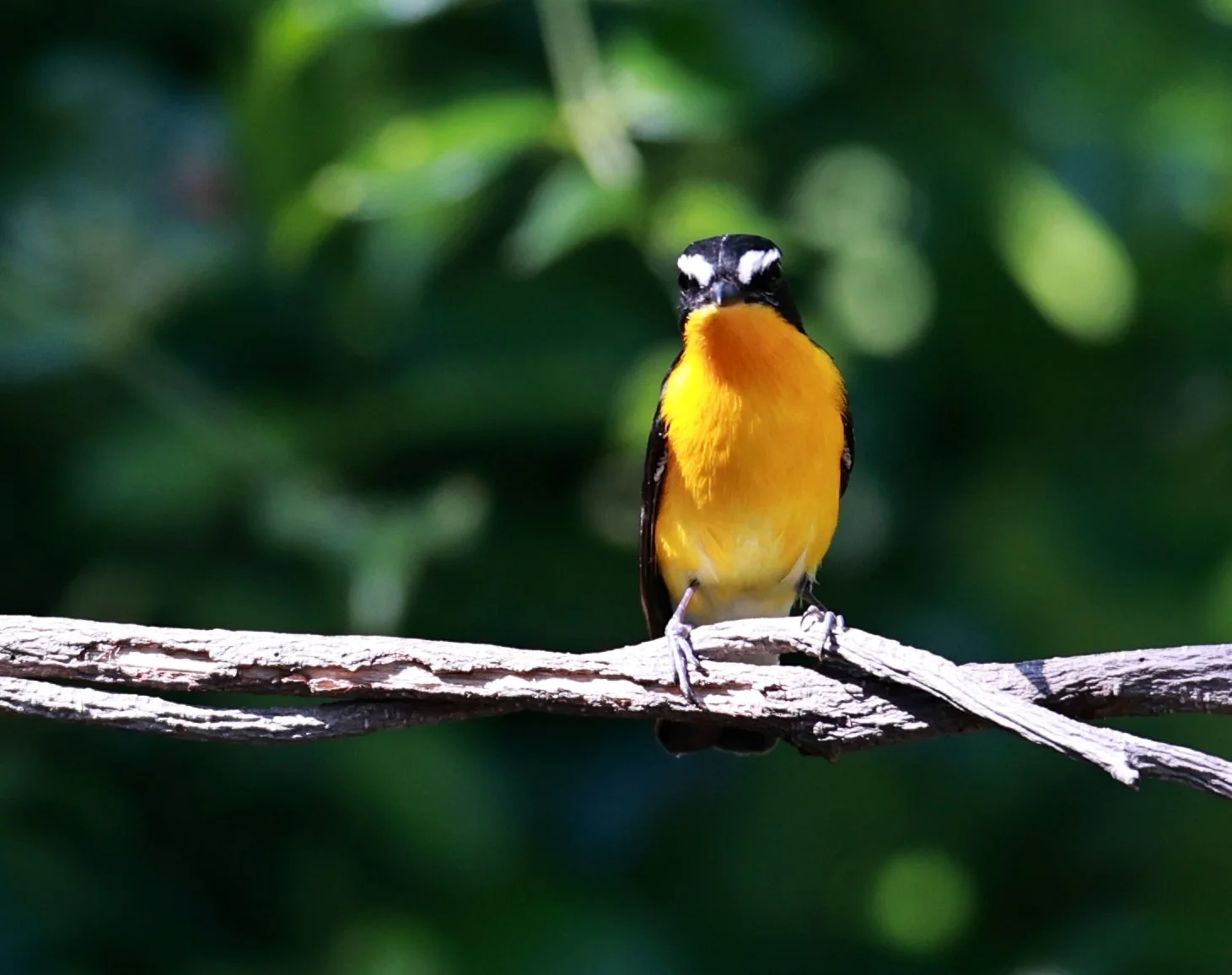 Flycatcher - Yellow-rumped Flycatcher - Ficedula zanthopygia - Bang Pu Mangrove Forest Reserve, Samut Prakan March 30, 2024 (17).jpg