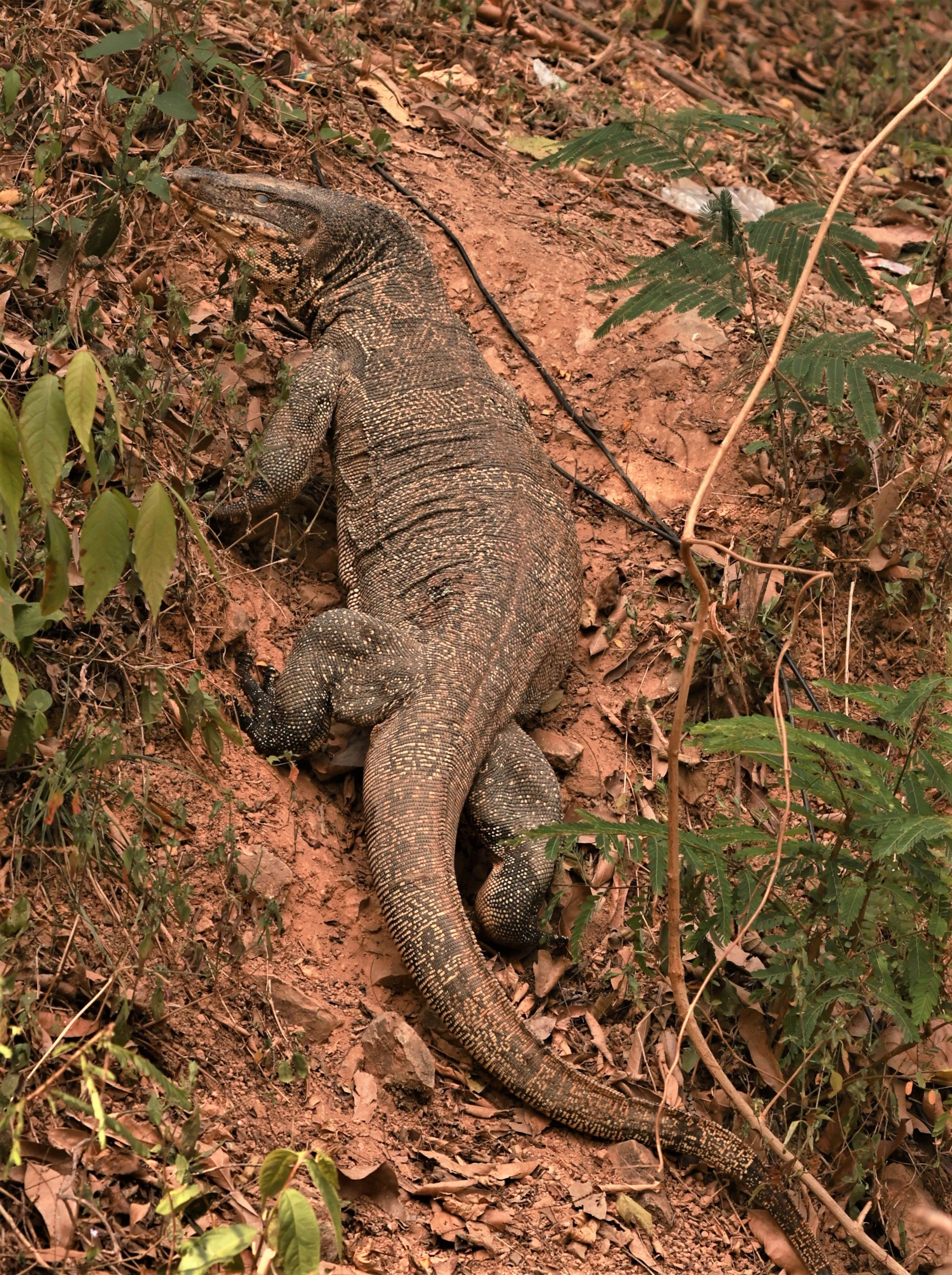 Water Monitor (Varanus salvator)