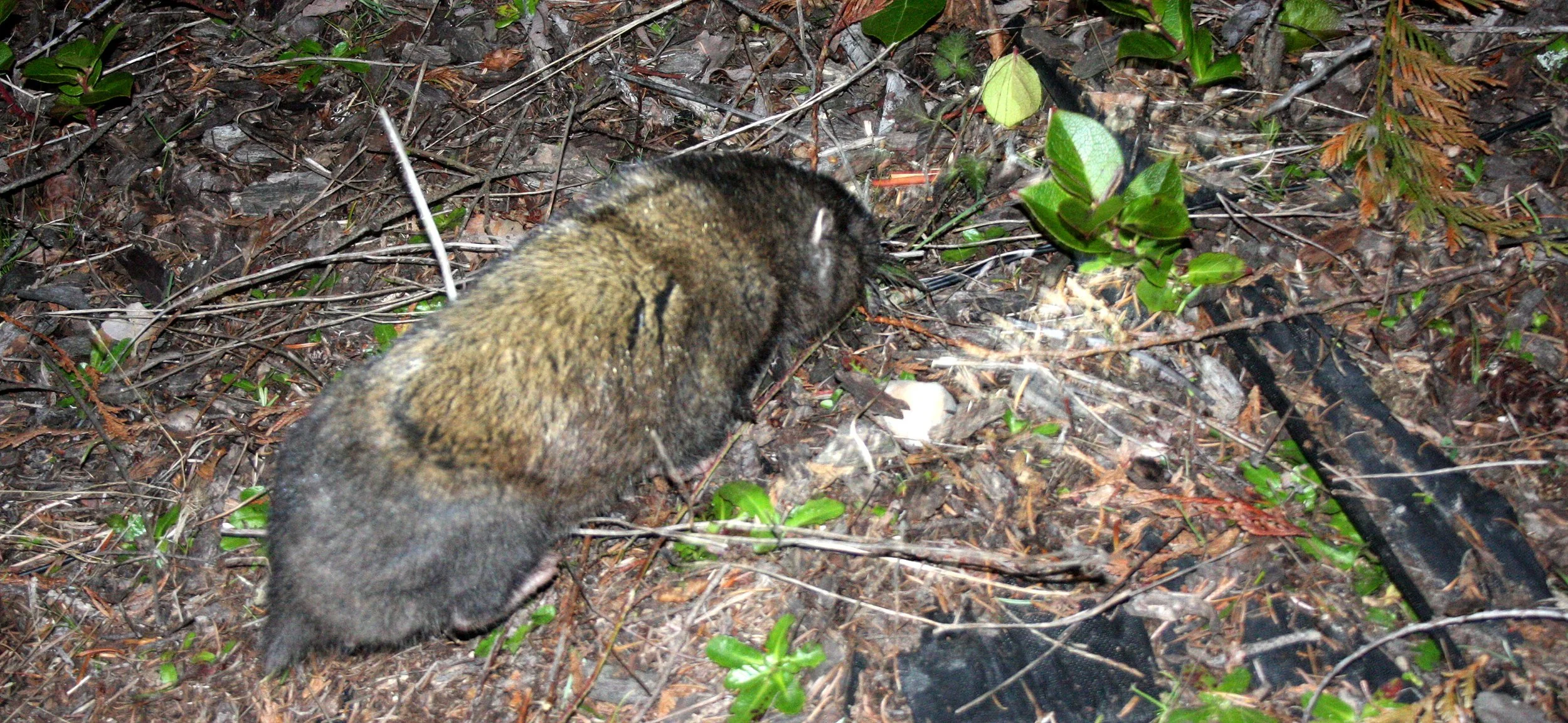 RODENT - MOUNTAIN BEAVER - LAKE FARM TRAILS (7).JPG