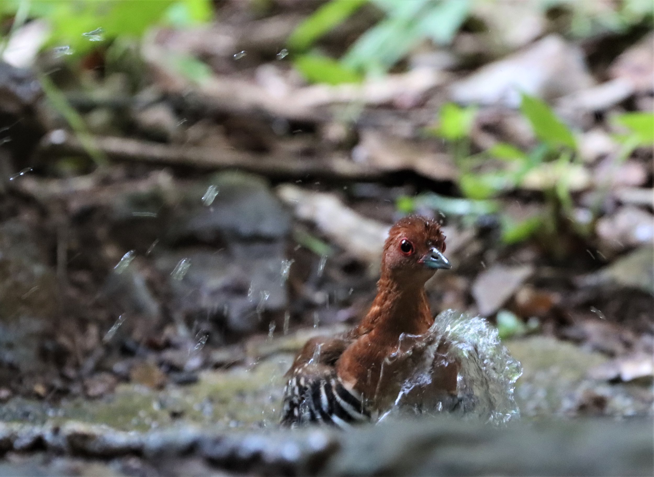 Red-legged Crake (Rallina fasciata) Neung Hide nr Kaeng Krachan NP Thailand (12).jpg