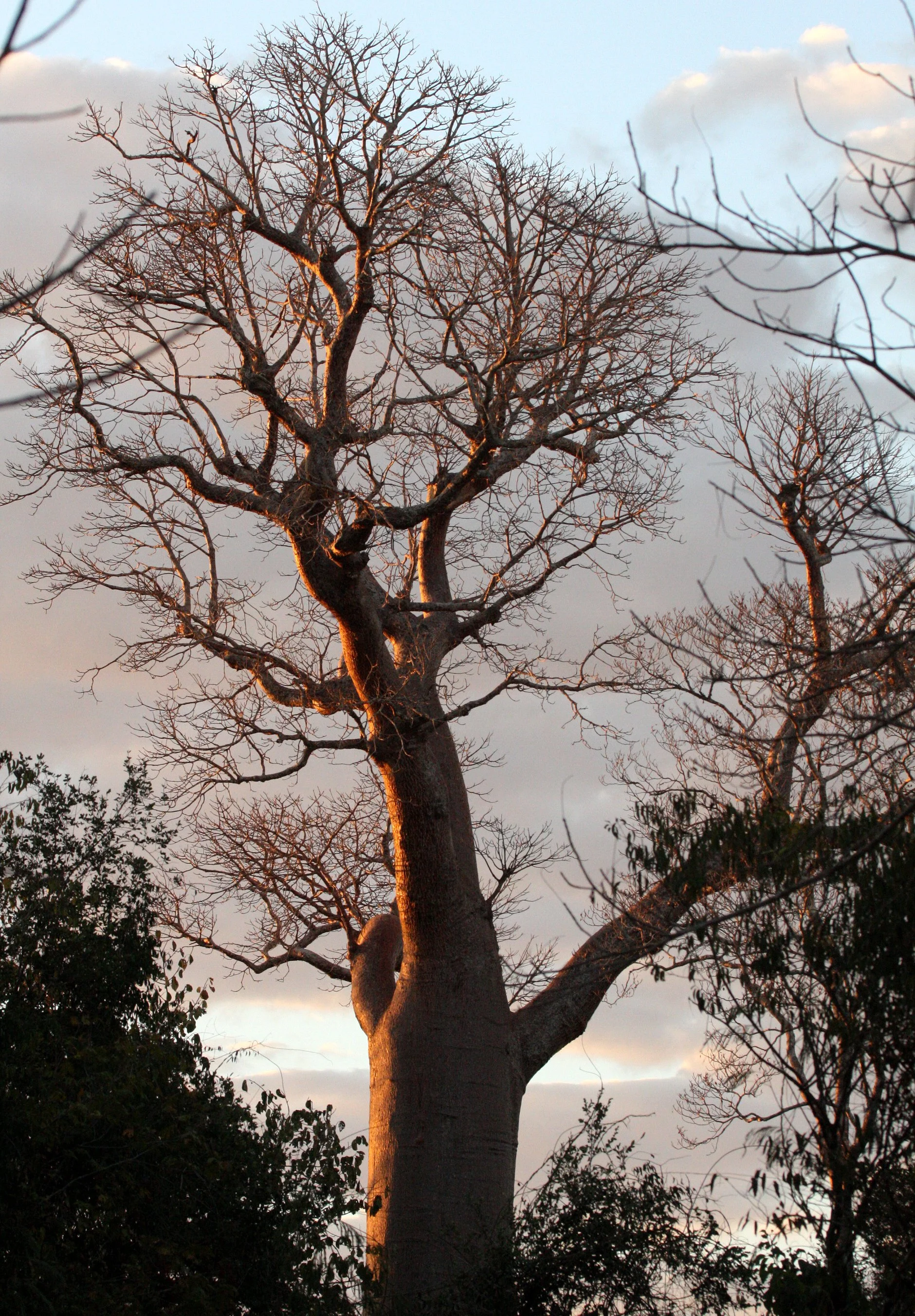 PLANT - TREE SPECIES - KIRINDY NATIONAL PARK MADAGASCAR (4).JPG