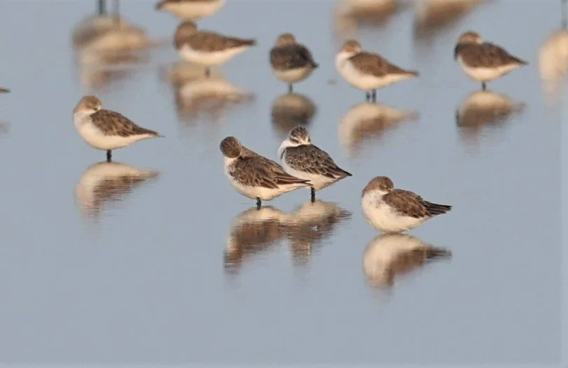 SANDPIPER - SPOON-BILLED SANDPIPER - Calidris pygmeus - PAK THALE 16 & 19 OCTOBER 2021 (21).jpg