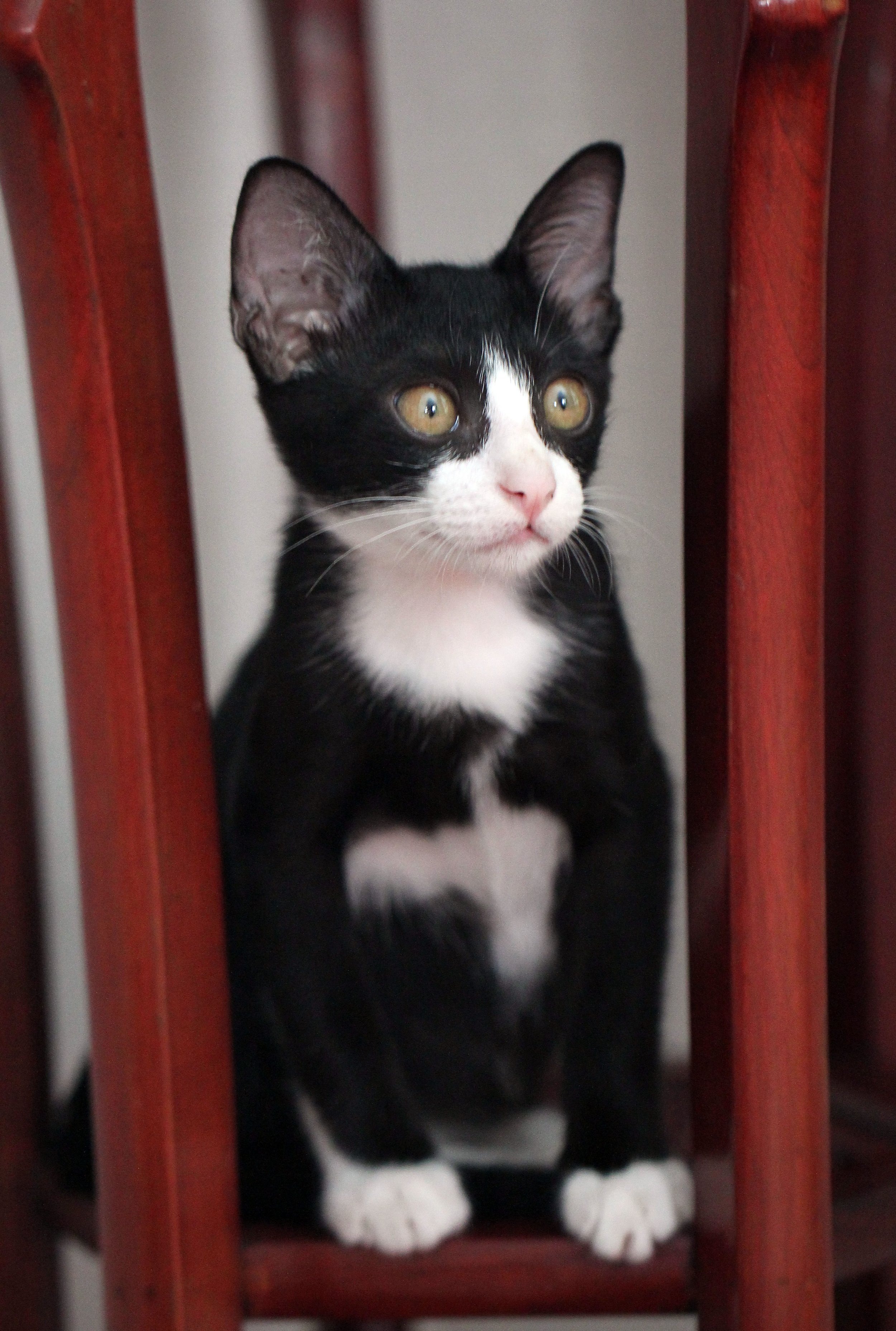 2015 Cats - Ukura & Jean Luc (14).JPG