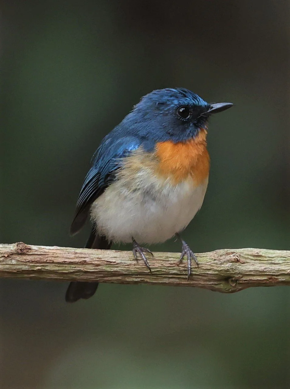 FLYCATCHER - INDOCHINESE BLUE-FLYCATCHER - Cyornis sumatrensis - SRI SATCHANALAI NP MANAO WATERHOLE MAY 1 2022 (86).jpg