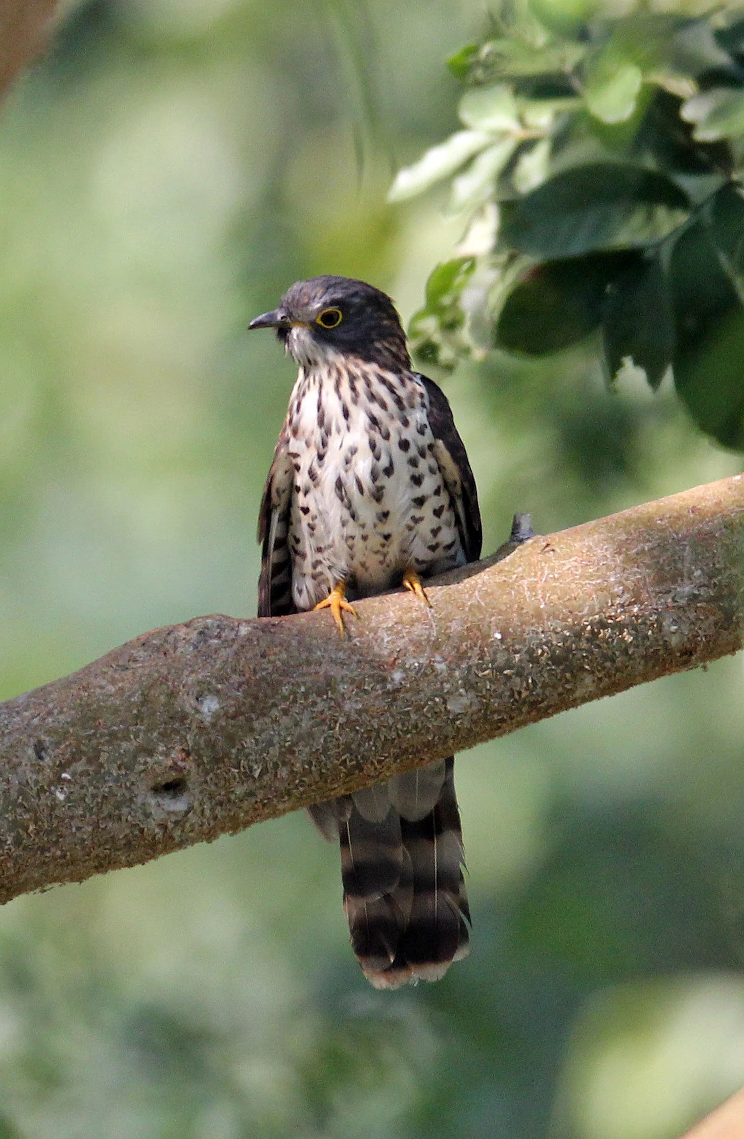 Large Hawk-cuckoo (Hierococcyx sparveroides) Huai Kha Khaeng NWR Thailand (12).JPG