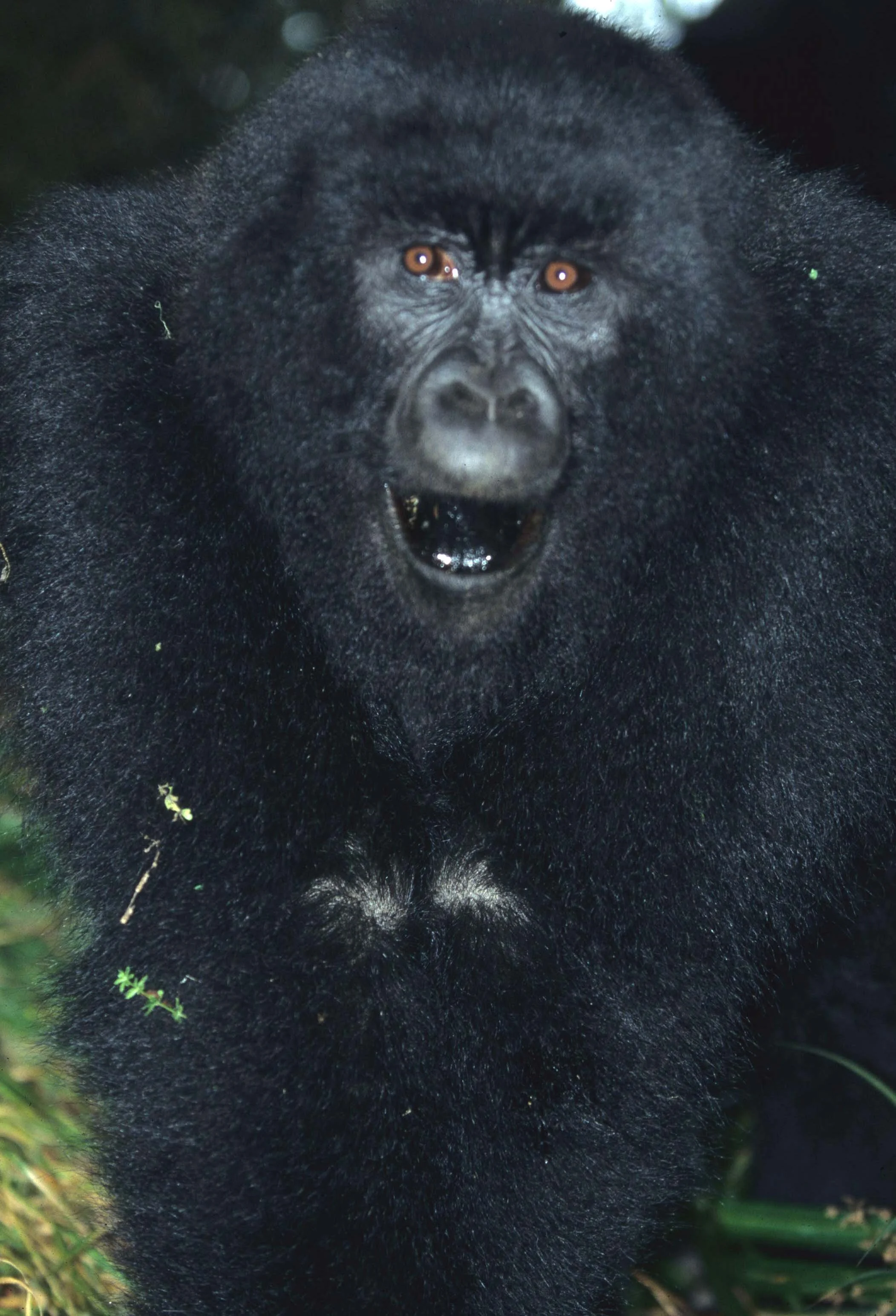 PRIMATE - GORILLA-RWANDA PARC DU VULCANS (59).jpg