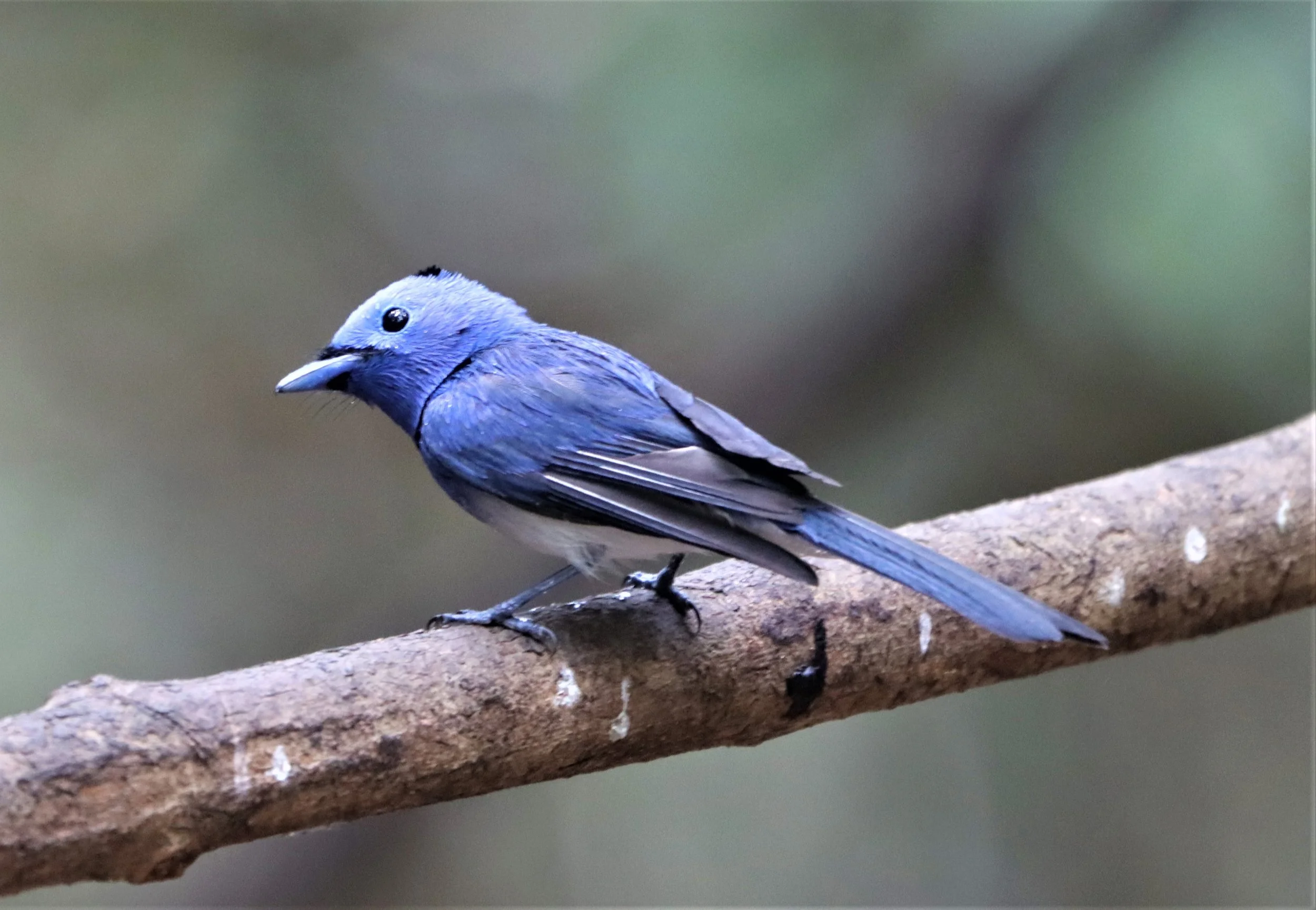MONARCH - BLACK-NAPED MONARCH - Hypothymis azurea - KAENG KRACHAN 2021 (5).jpg