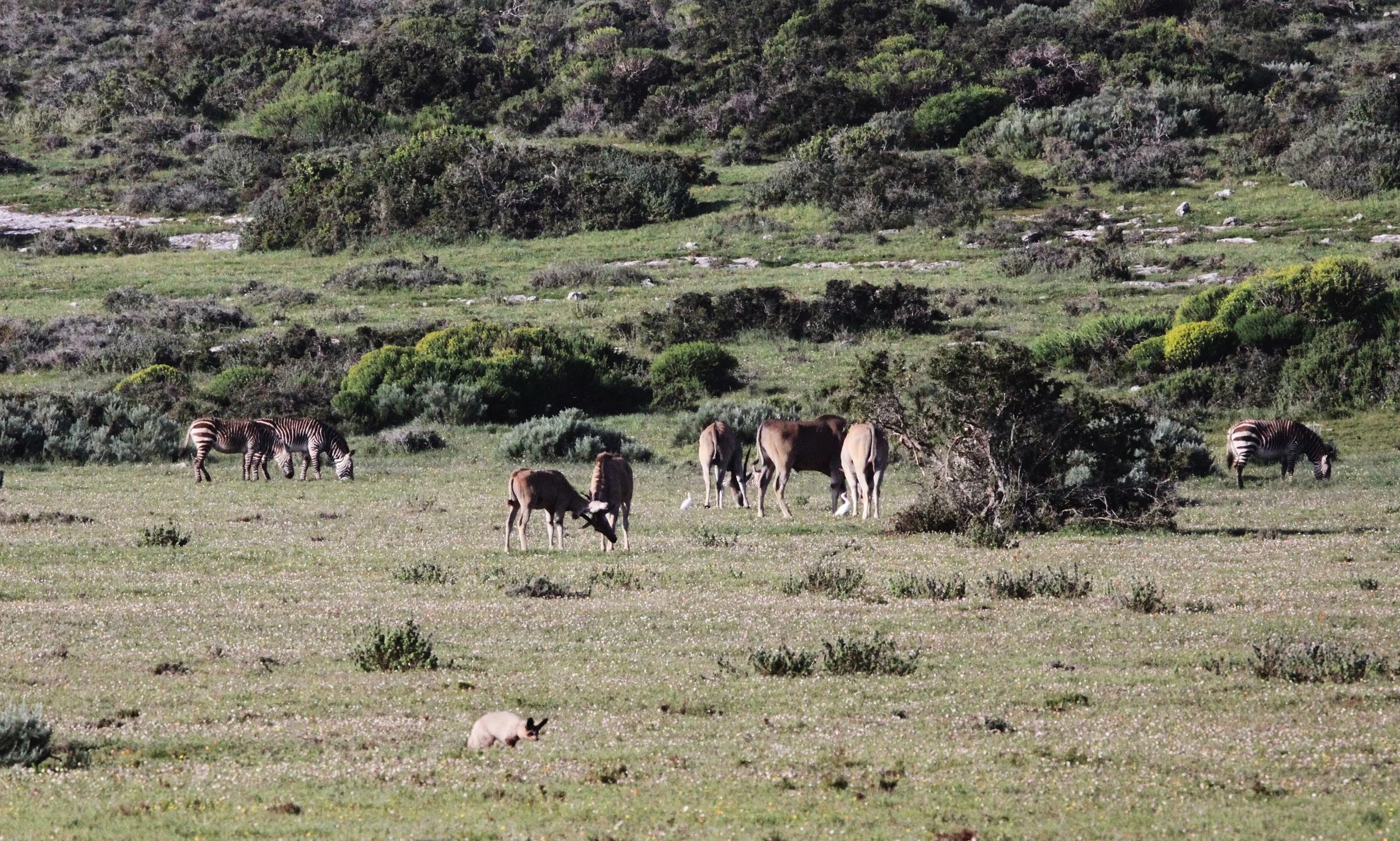 FOX - Otocyon megalotis megalotis - SOUTH AFRICAN BAT-EARED FOX - WEST COAST NATIONAL PARK SOUTH AFRICA (1).JPG
