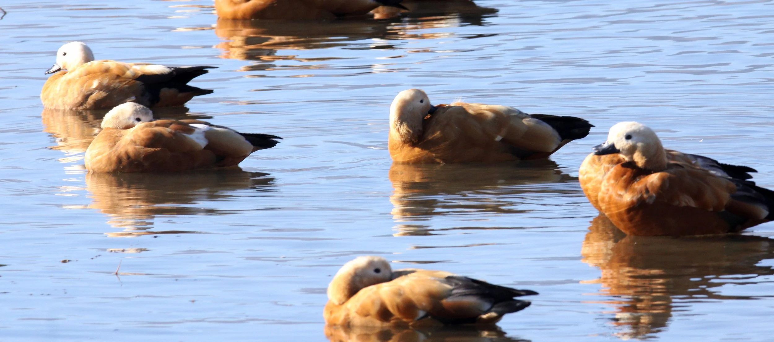 SHELDUCK - RUDDY SHELDUCK  - Tadorna ferruginea - CAO HAI WETLANDS PARK NEAR LIJIANG YUNNAN CHINA (53) - Copy.JPG