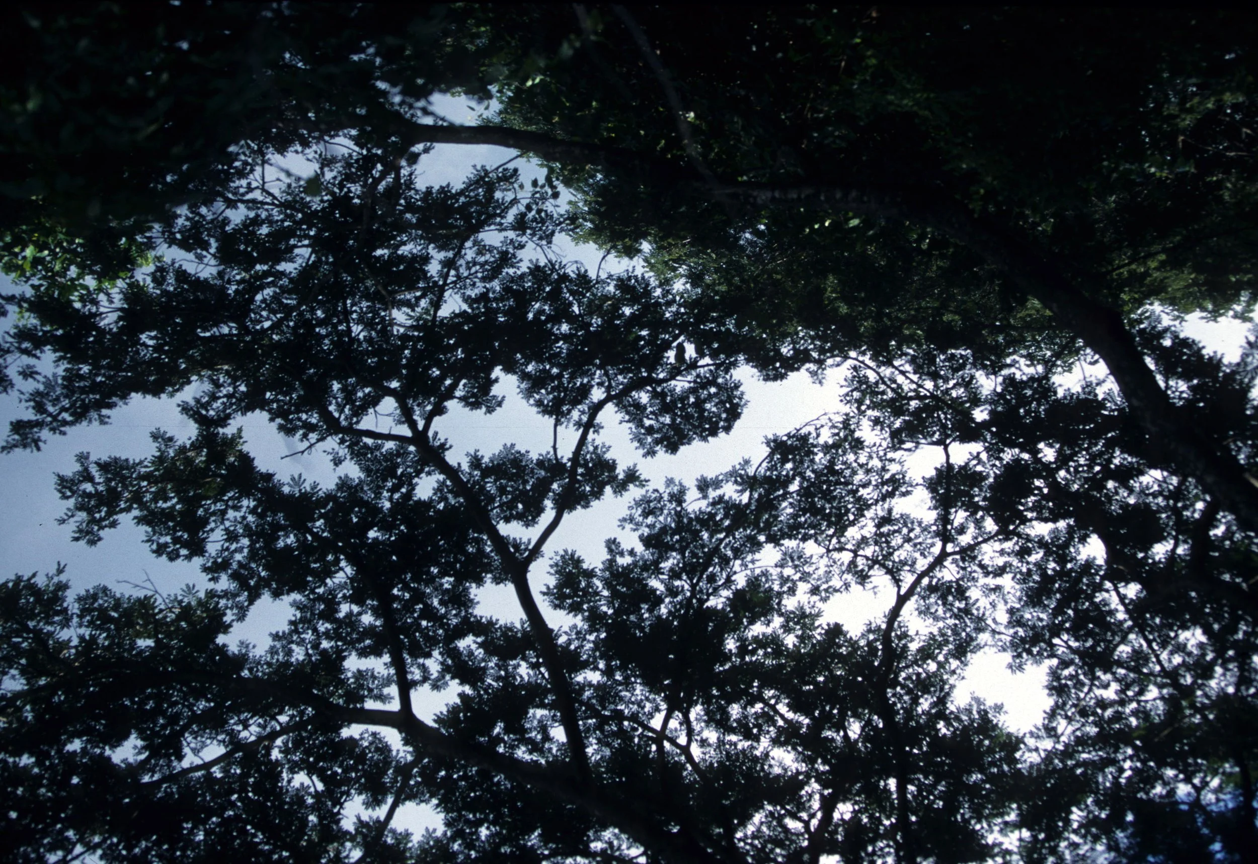 BALI - BALI BARAT NP - RAINFOREST CANOPY.jpg