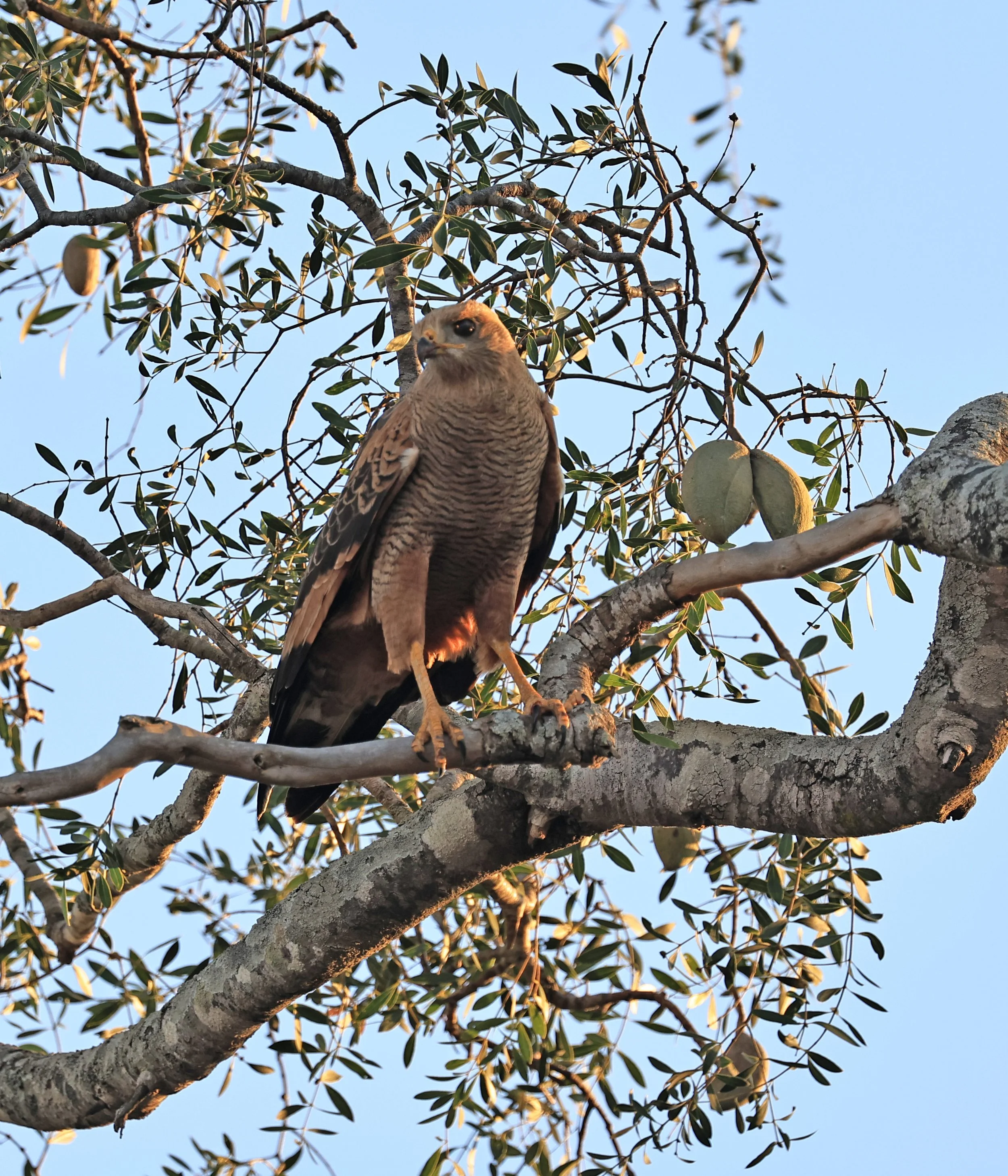 Savanna Hawk (Buteogallus meridionalis) Agua Dulce Paraguay (4).jpg