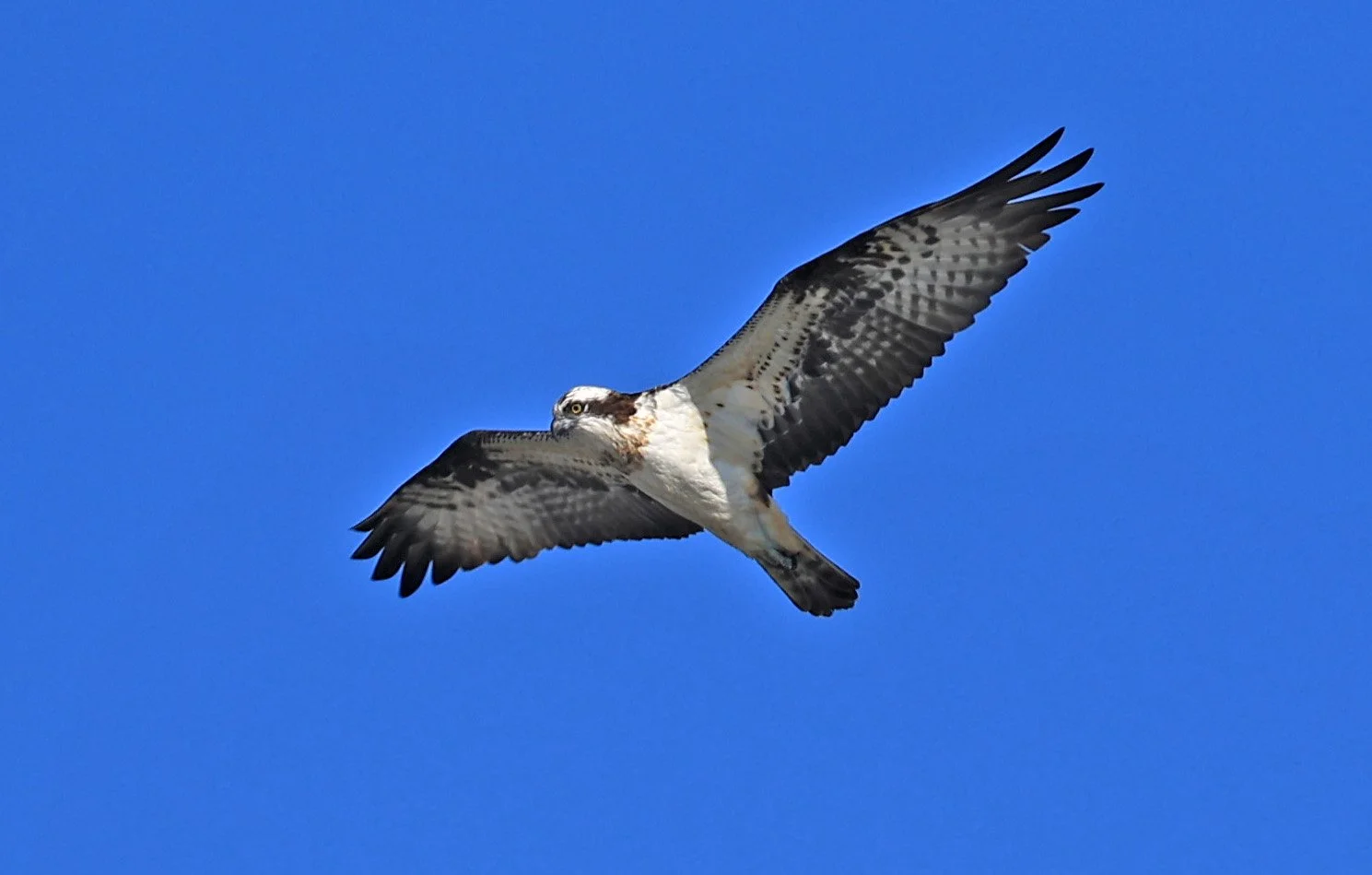Western osprey (Pandion haliaetus) Shimotonda Sadowaracho Birding Ponds Miyazaki Kyushu Japan (9).jpg