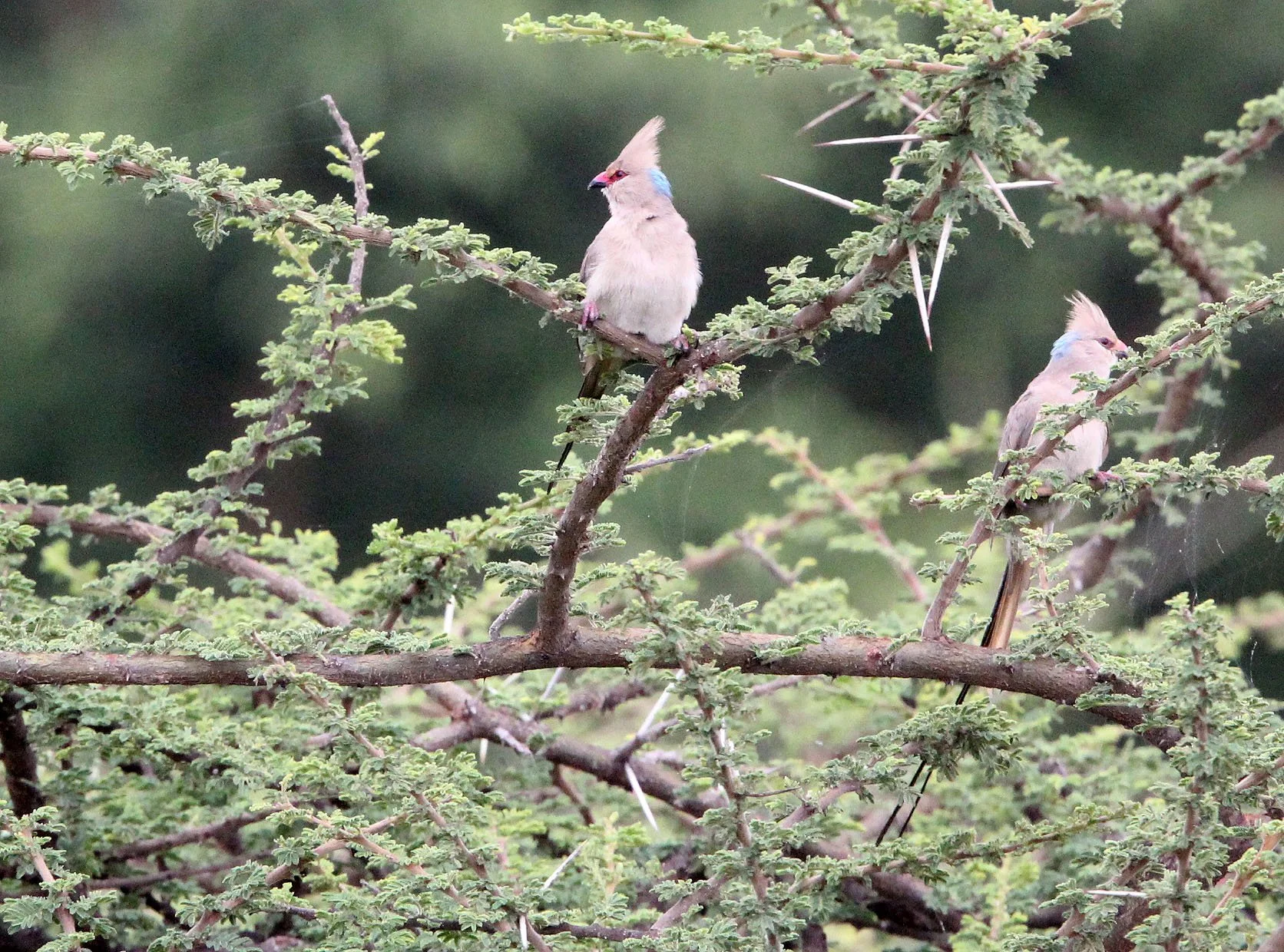 Blue-naped Mousebird (Urocolius macrourus) Langano Lake Ethiopia (1).JPG