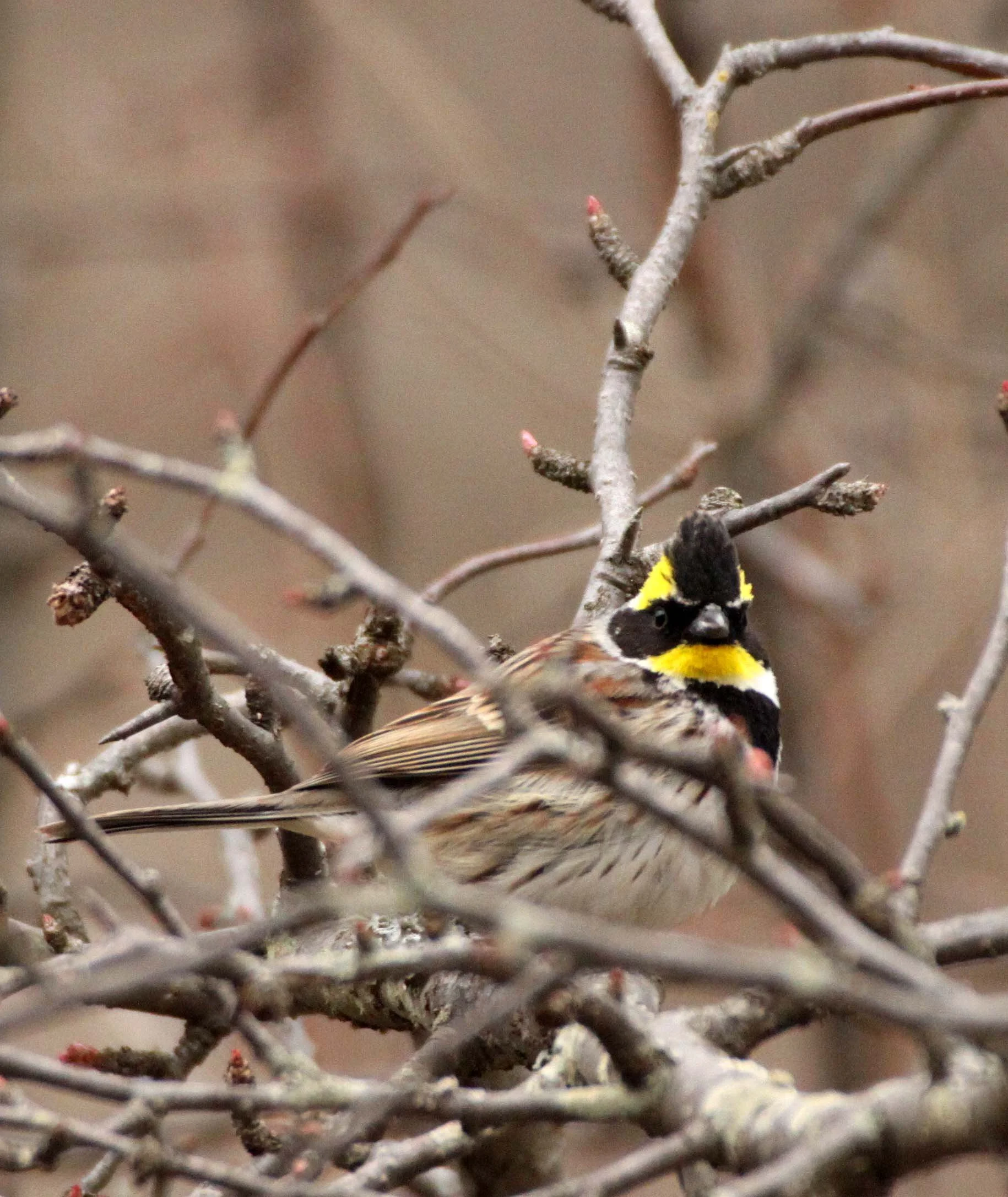 Yellow-throated Bunting (Emberiza elegans) Foping Nature Reserve Shanxi China (10).JPG