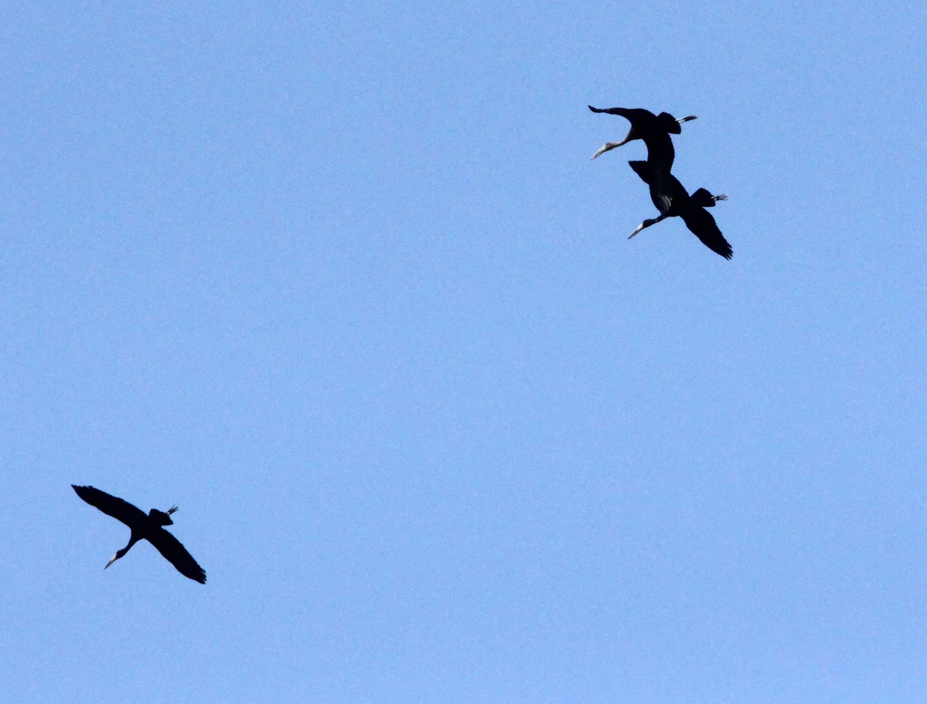 STORK - AFRICAN OPENBILL STORK - Anastomus lamelligerus - BALE MOUNTAINS NATIONAL PARK ETHIOPIA (5).JPG