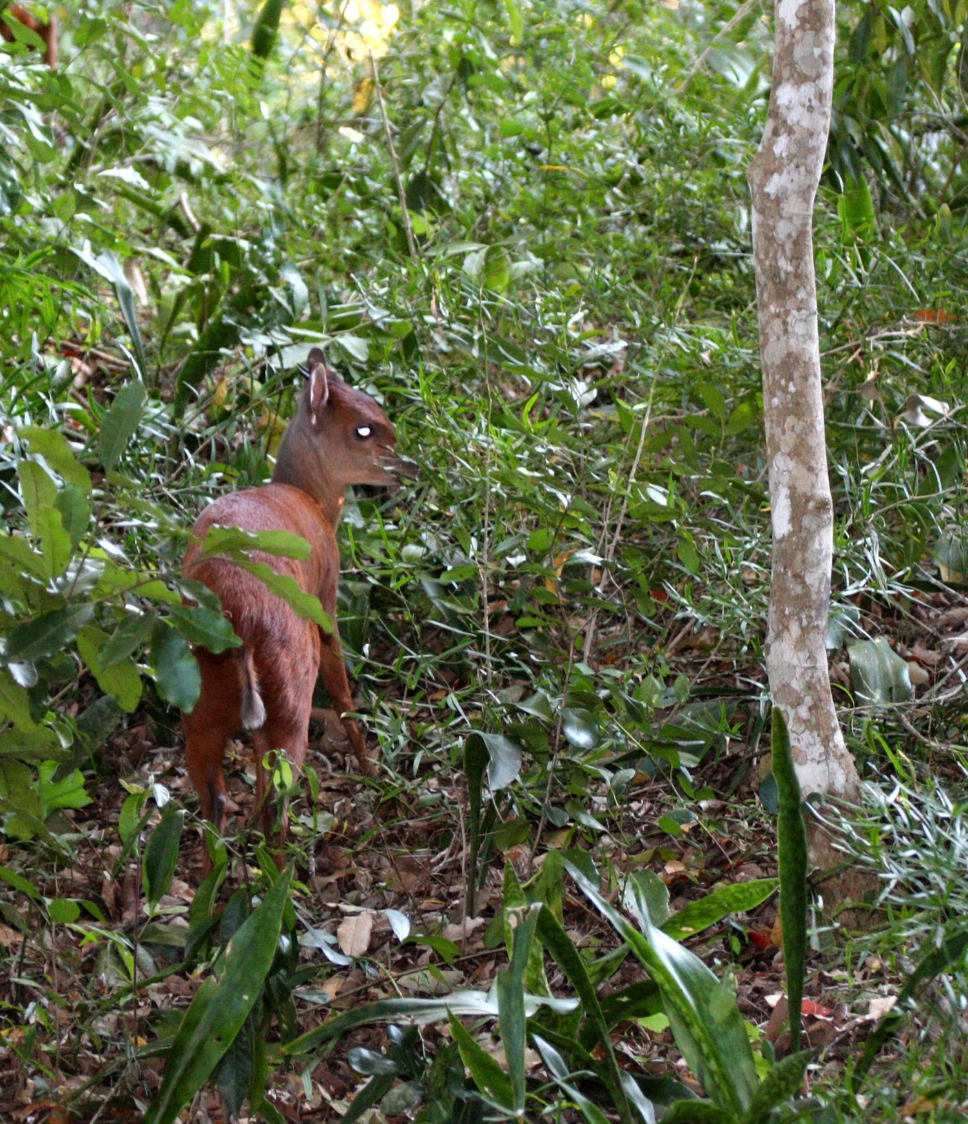 DUIKER - NATAL RED DUIKER - Cephalophus natalensis - SAINT LUCIA WETLANDS RESERVE SOUTH AFRICA (2).JPG