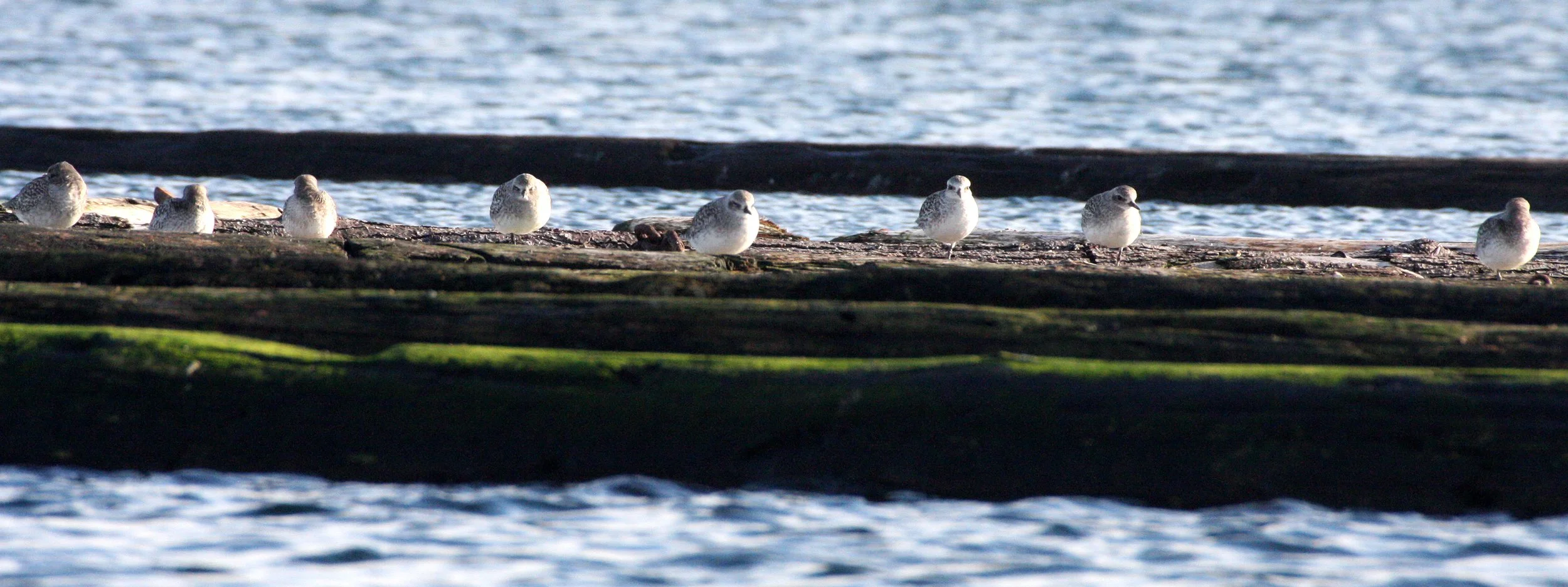 BIRD - PLOVER - BLACK-BELLIED PLOVER - PA HARBOR.JPG