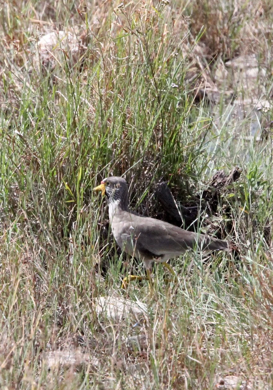 LAPWING - AFRICAN WATTLED LAPWING - Vanellus senegallus - QUEEN ELIZABETH NP UGANDA (2).JPG