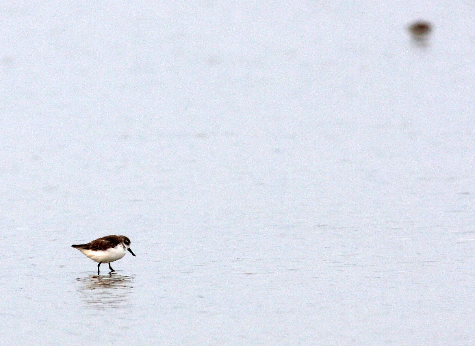SANDPIPER - SPOON-BILLED SANDPIPER - Calidris pygmeus - PAK THALE PETCHABURI PROVINCE THAILAND (4).JPG