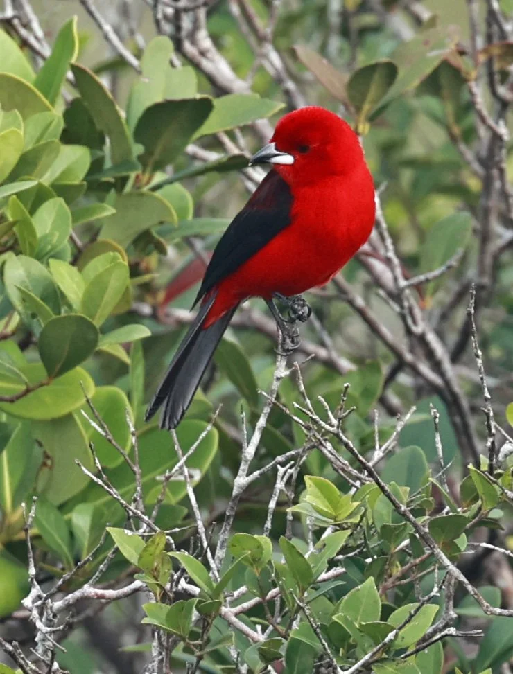 Brazilian tanager (Ramphocelus bresilia) Superagüi National Park, Brazil (11).jpg