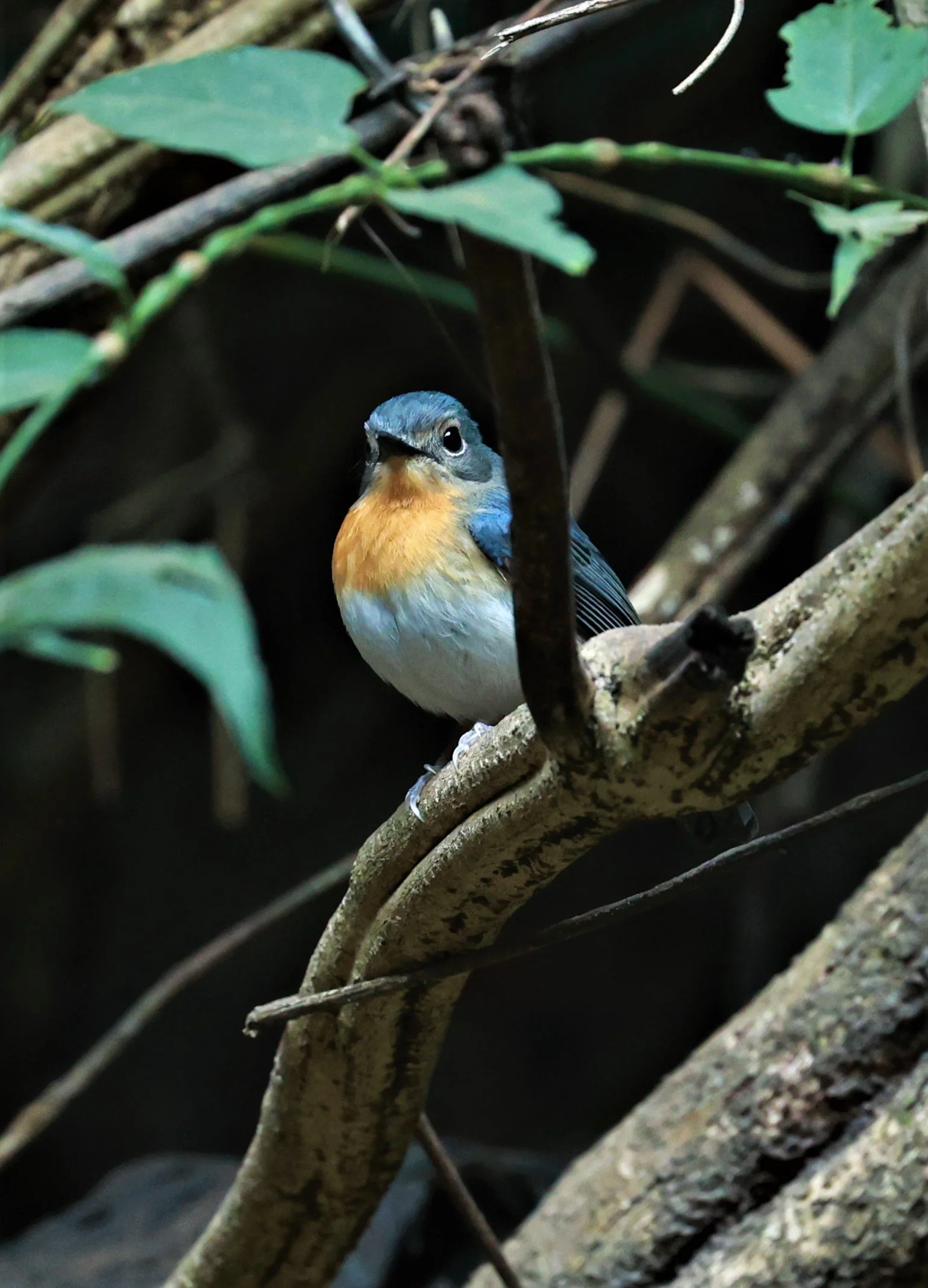 FLYCATCHER - CHINESE BLUE FLYCATCHER - Cyornis glaucicomans - KAENG KRACHAN NATIONAL PARK VICINITY, JAN 16-20, 2023 (6).jpg