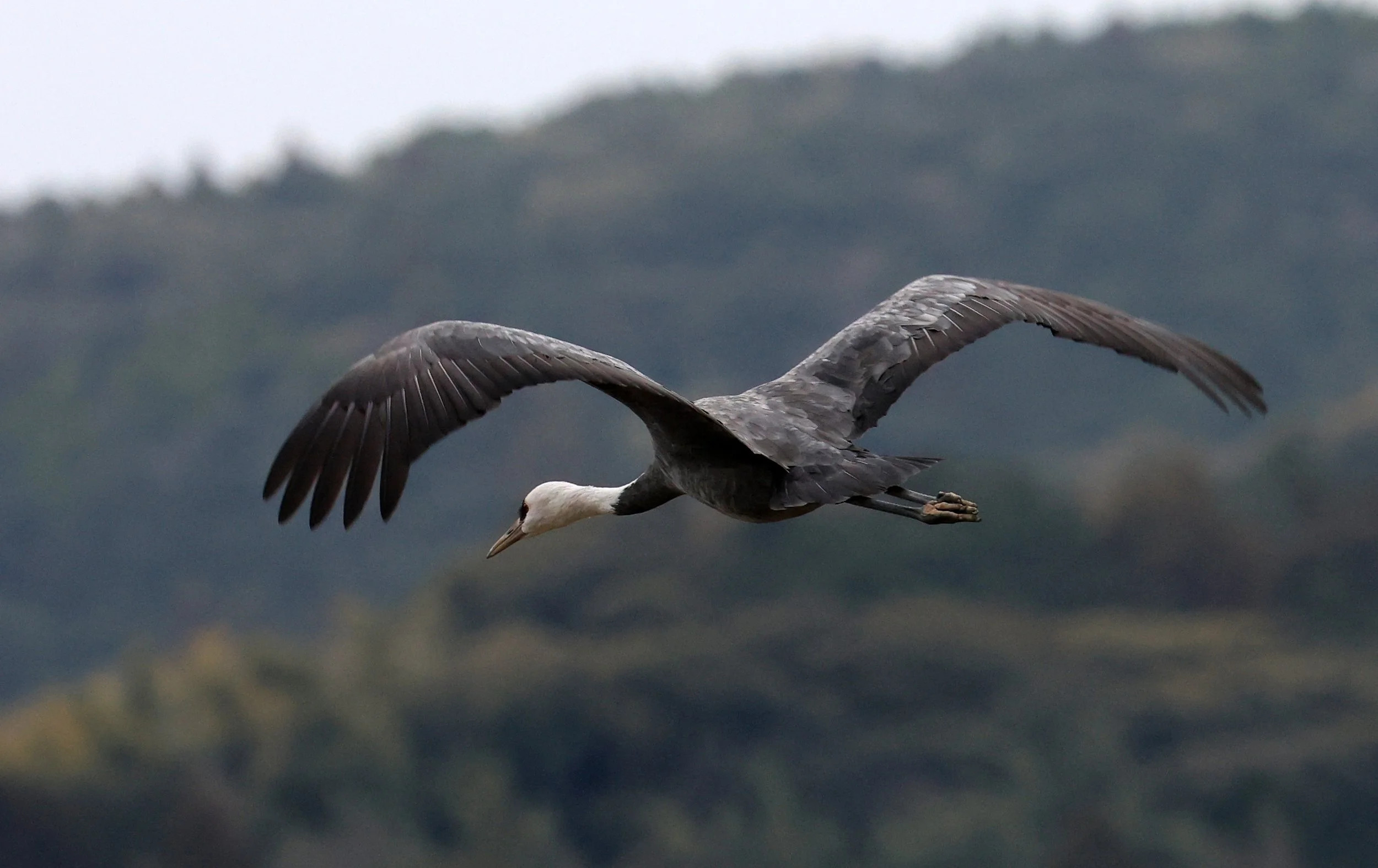 Hooded Crane (Grus monacha) Izumi Crane Park & Center, Izumi Kagoshima Kyushu Japan (133).jpg