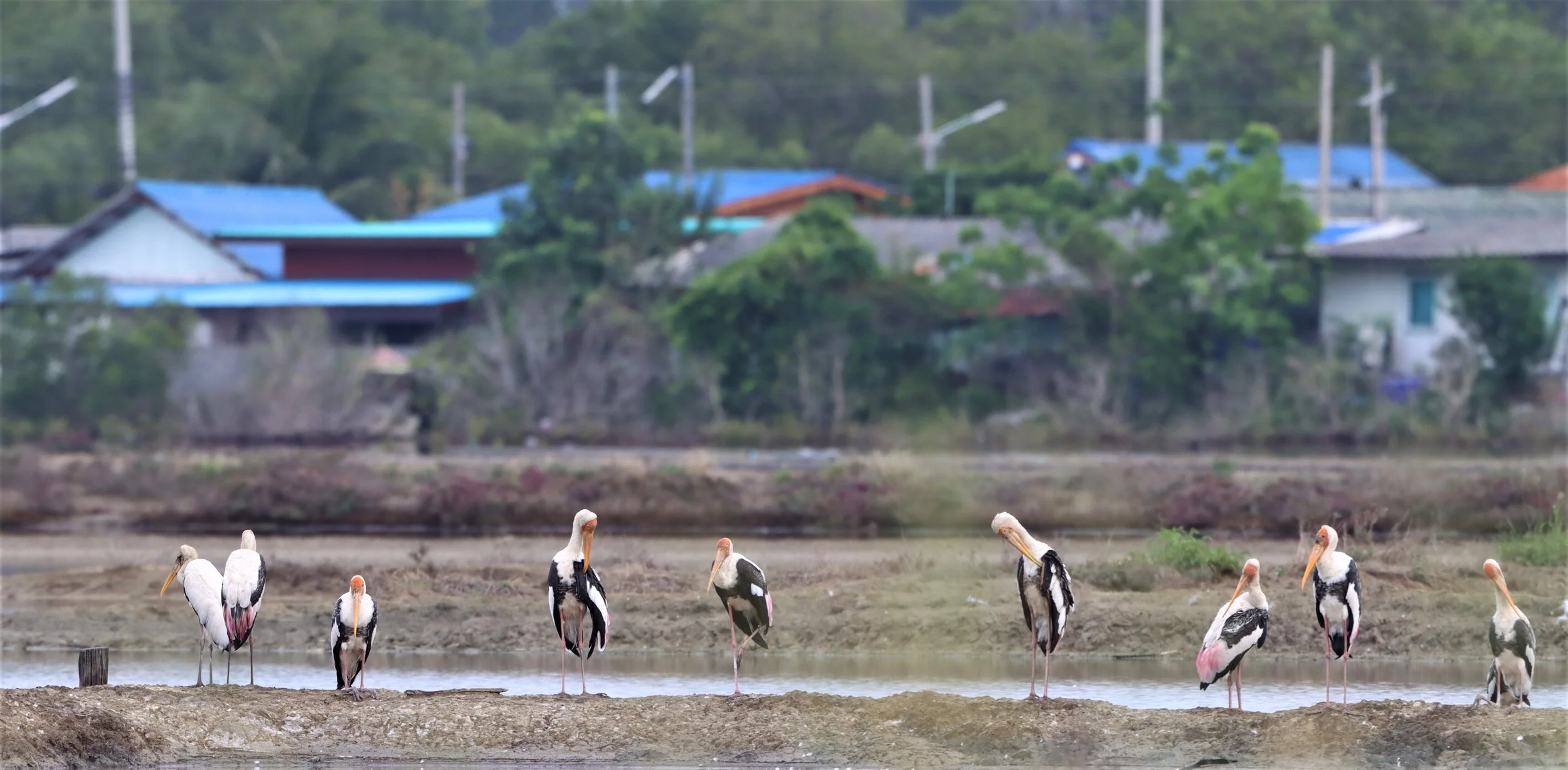 STORK - MILKY STORK - Mycteria cinerea - WITH PAINTED STORK - KHLONG TAMRU CHONBURI (62).jpg