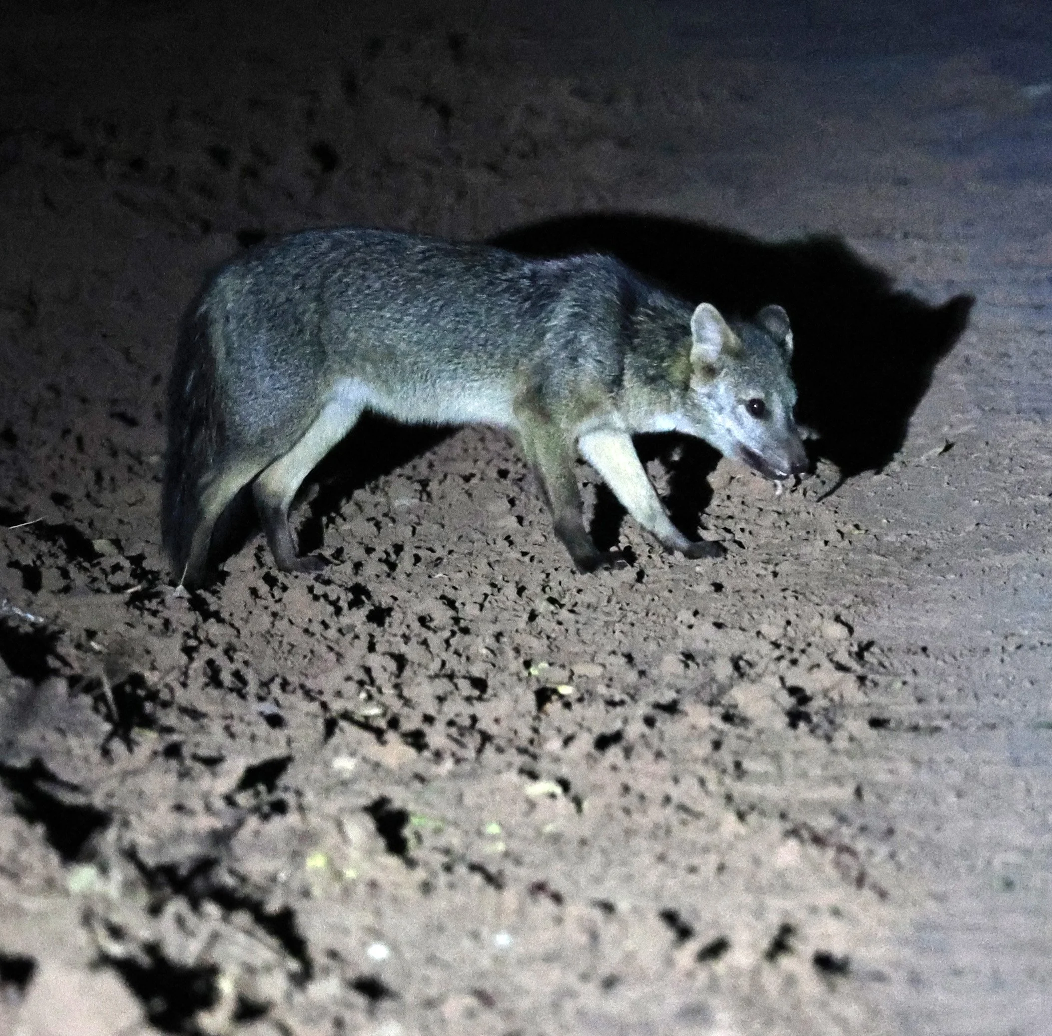 Crab-eating Fox (Cerdocyon thous) Agua Dulce Paraguay (43).jpg