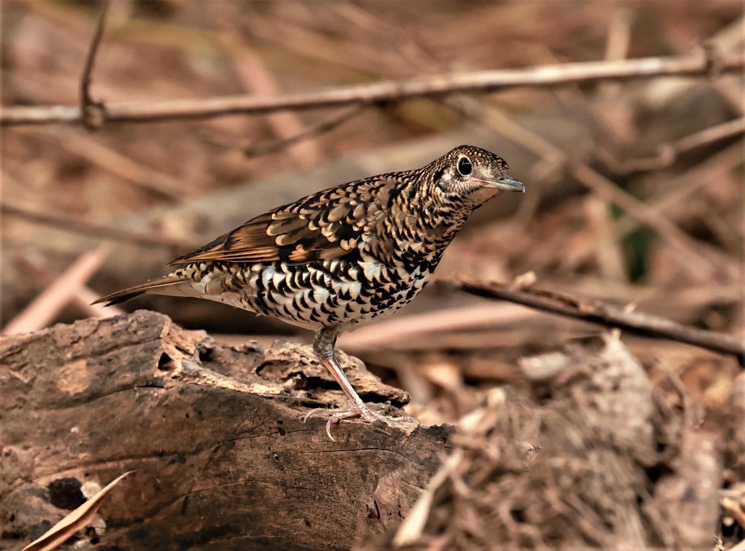 White's Thrush (Zoothera aurea) Putthamonthon Park Nakhon Pathom Thailand (47).jpg