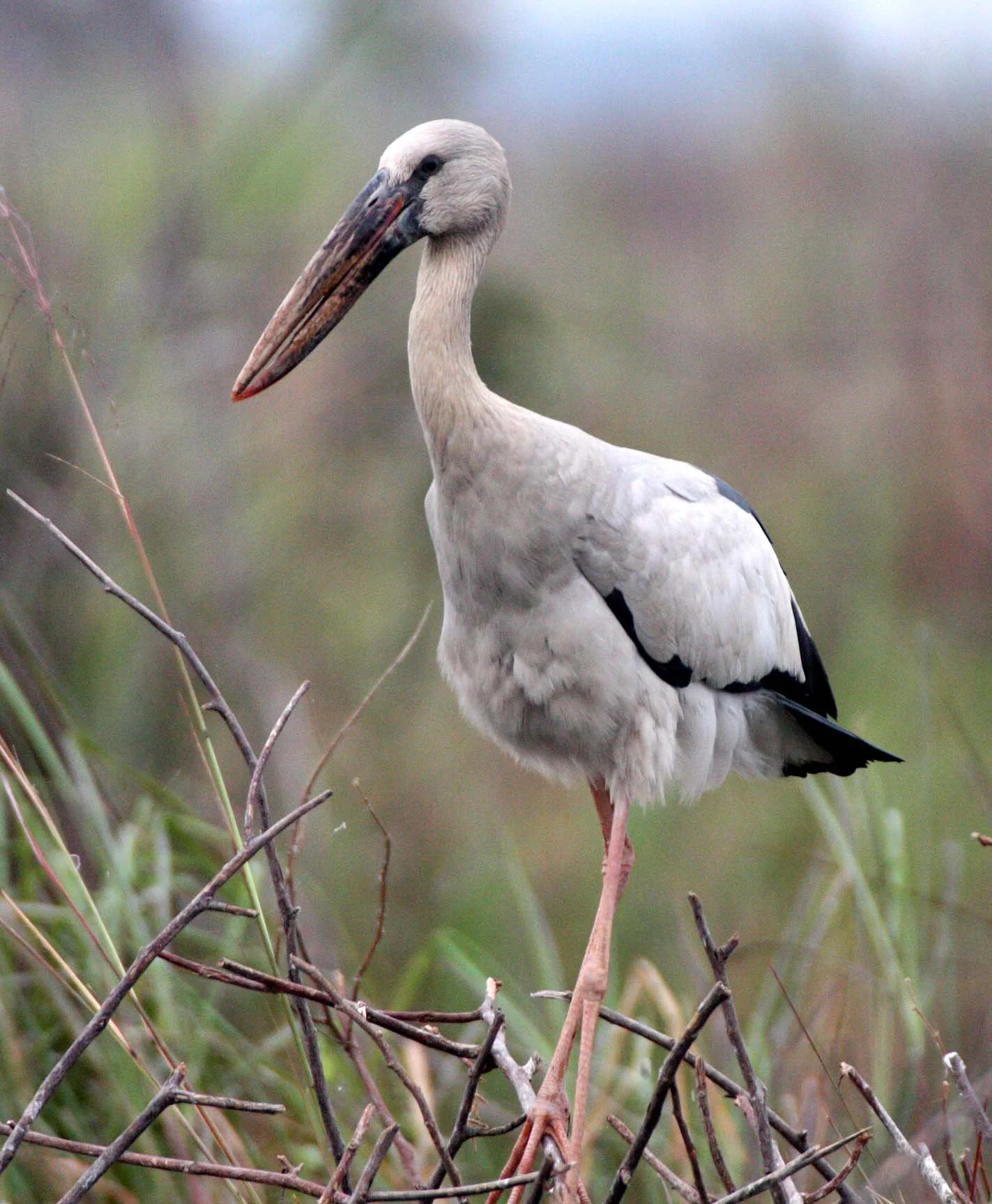STORK - ASIAN OPENBILL - Anastomus oscitans - ROOKERY IN BUENG BORAPHET THAILAND - CHRISTMAS IN THAILAND TRIP 2008 (18).JPG