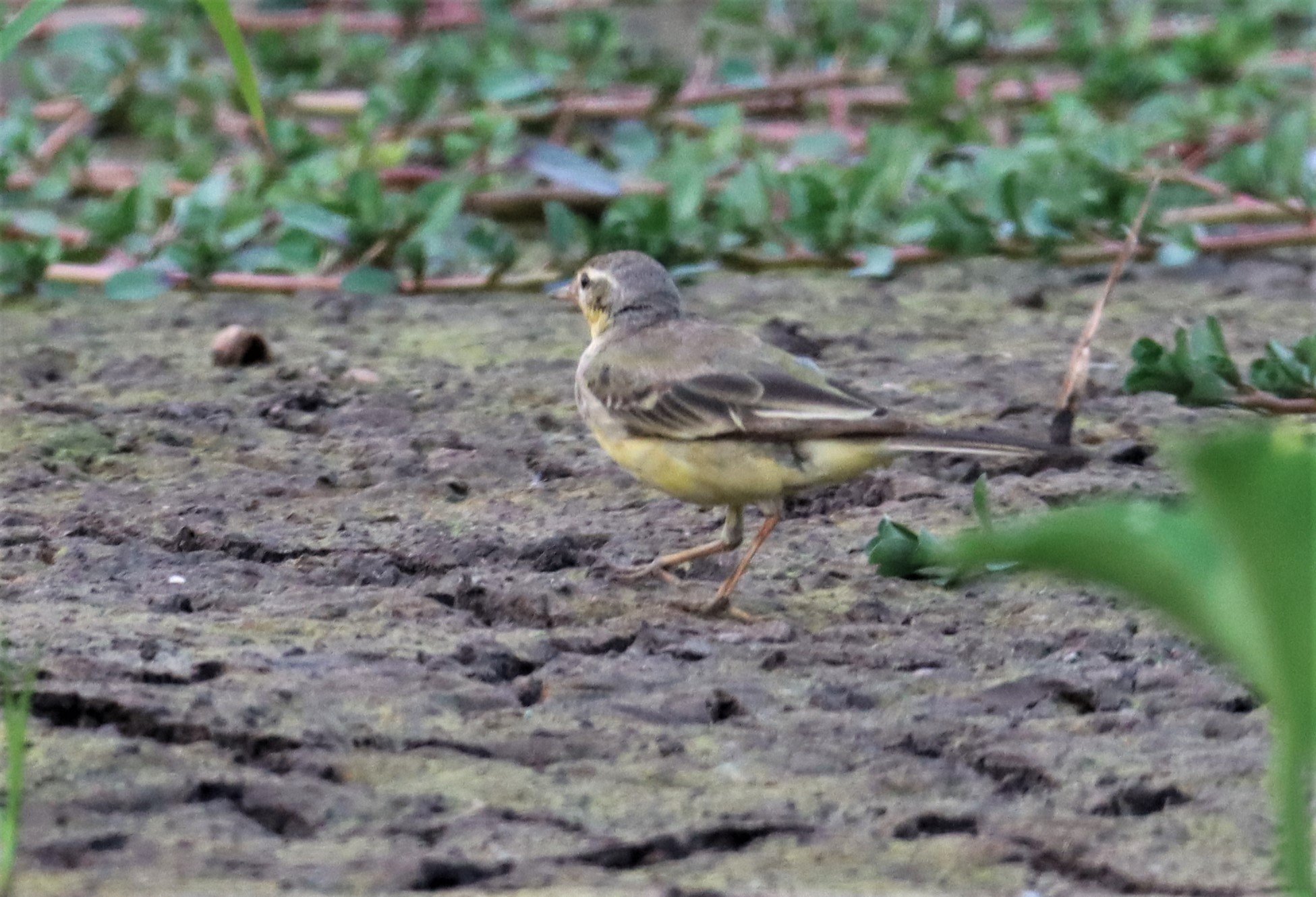 YELLOW WAGTAIL - Motacilla flava - PATHUM THANI RICE RESEARCH CENTER 14 SEPT 2021 (6).jpg