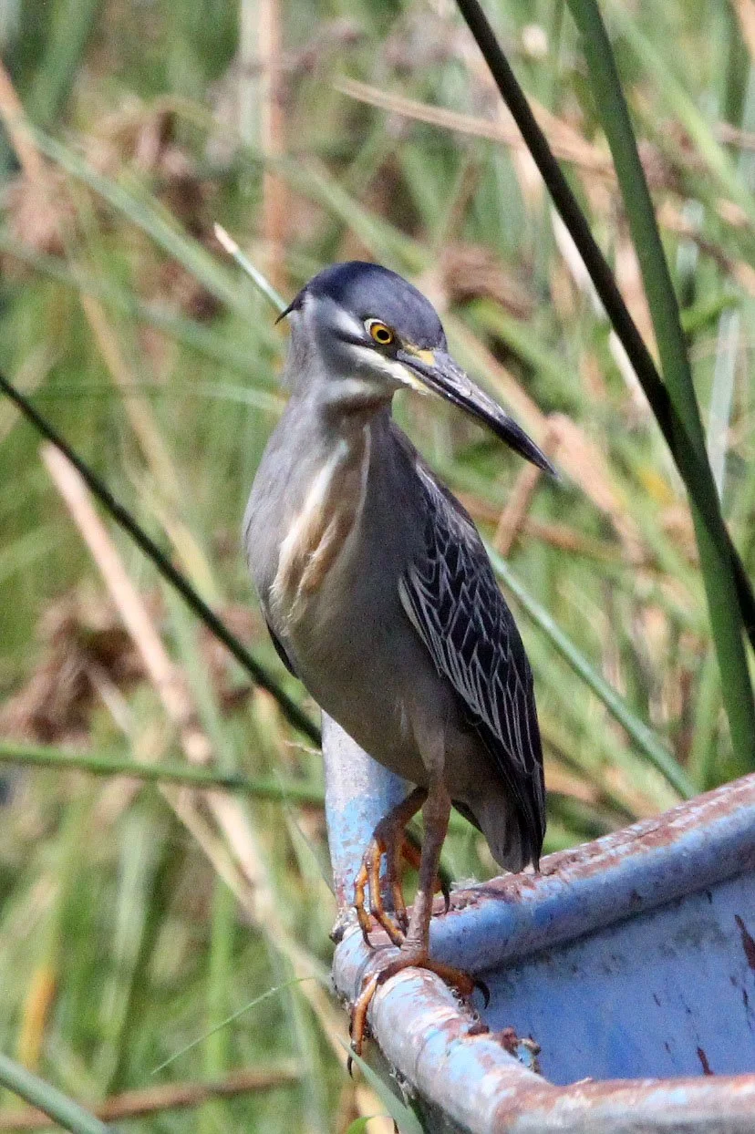 HERON - STRIATED HERON - Butorides striata - NECH SAR NATIONAL PARK ETHIOPIA (1).JPG