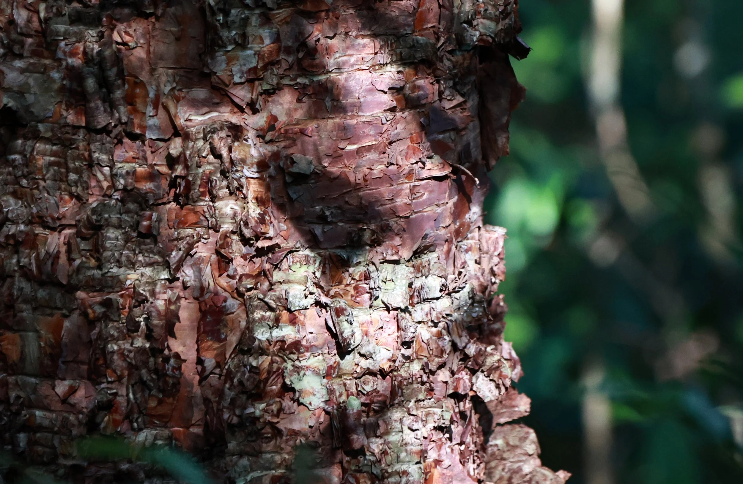 Phu Hin Rong Kla National Park Loei Province (128).jpg