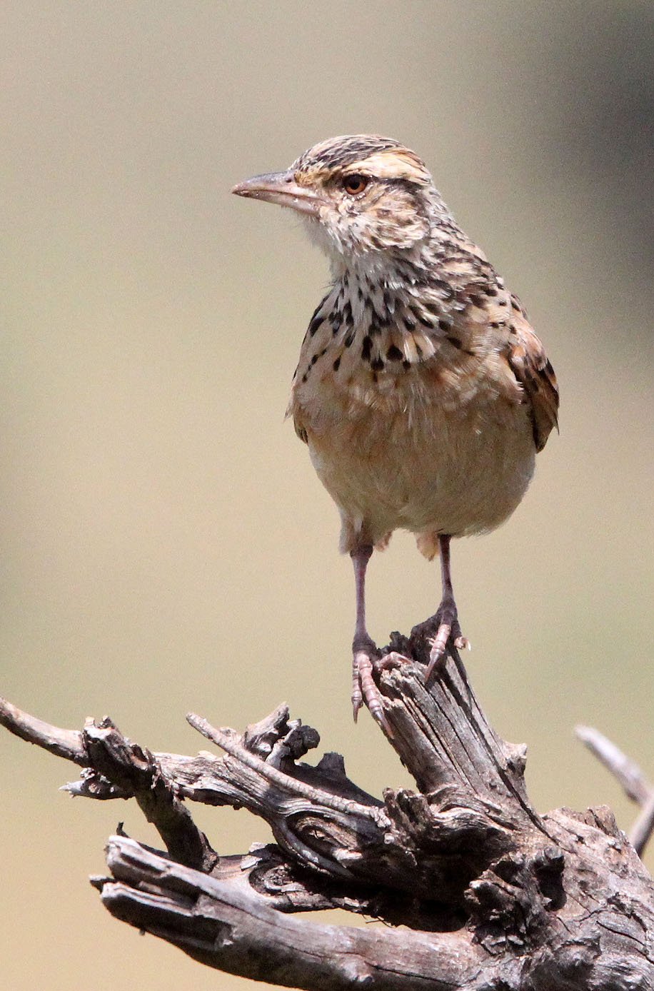 Rufous-naped Lark (Mirafra africana) Masai Mara NP Kenya (4).JPG