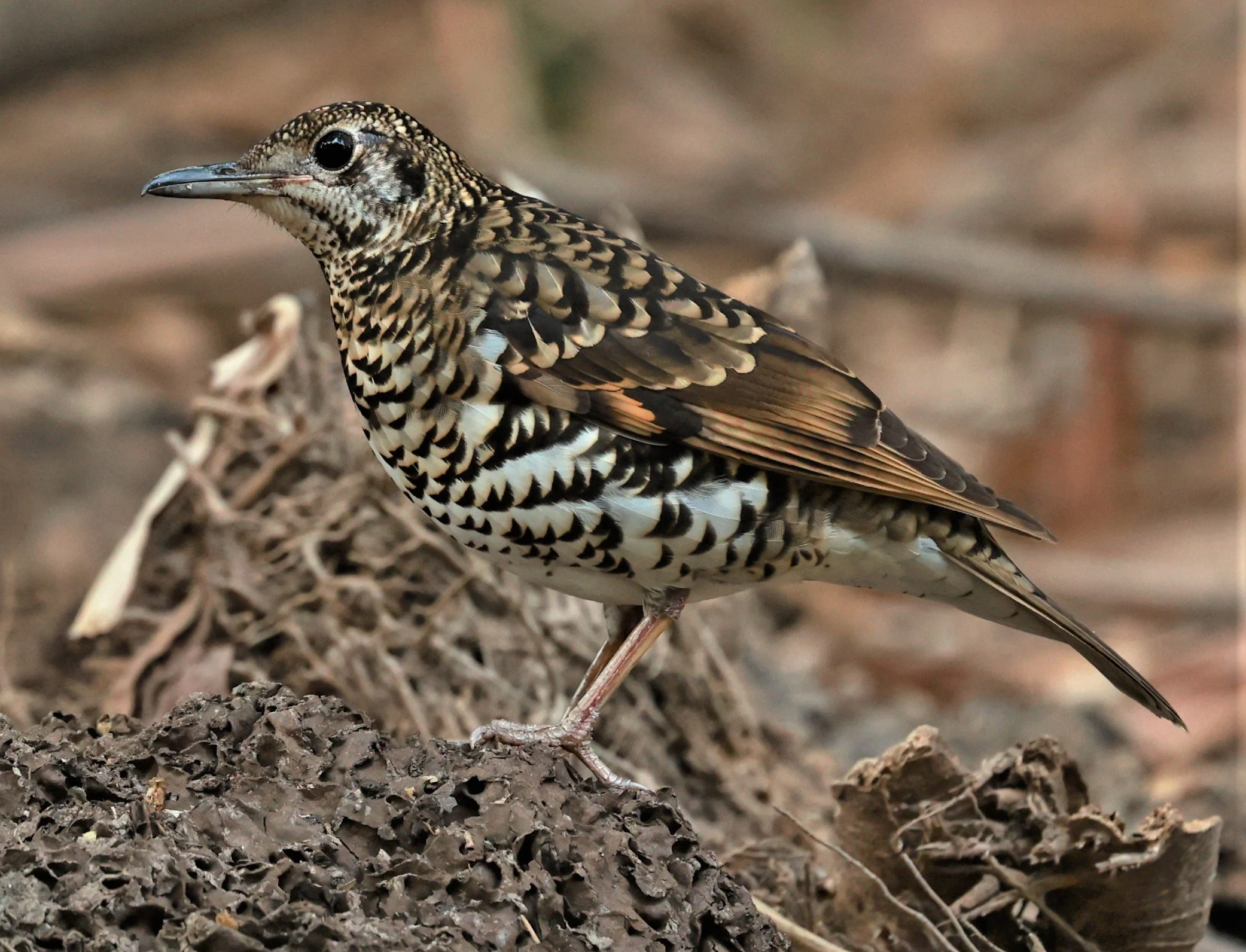 White's Thrush (Zoothera aurea) Putthamonthon Park Nakhon Pathom Thailand (96).jpg