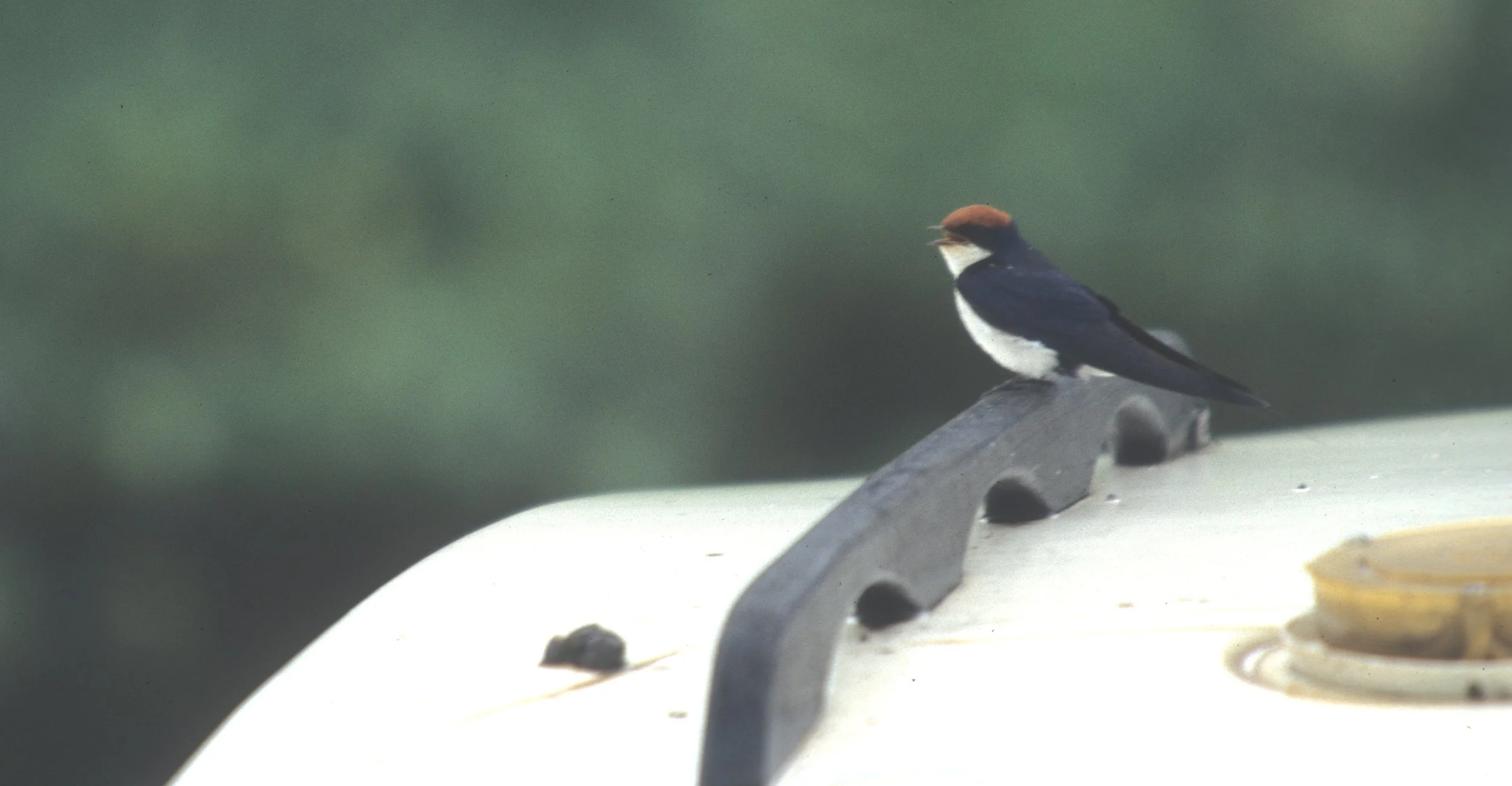 White-throated Swallow (Hirundo albigularis) Lake Elementaita Kenya.jpg