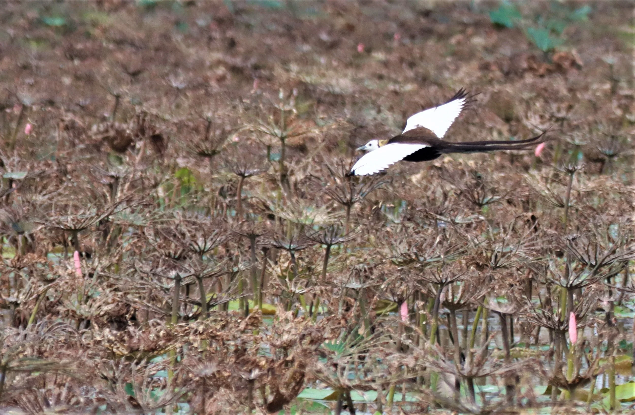 JACANA - PHEASANT-TAILED JACANA - Hydrophasianus chirurgus - BUENG BORAPHET NAKHON SAWAN AUGUST 2021 (27).jpg