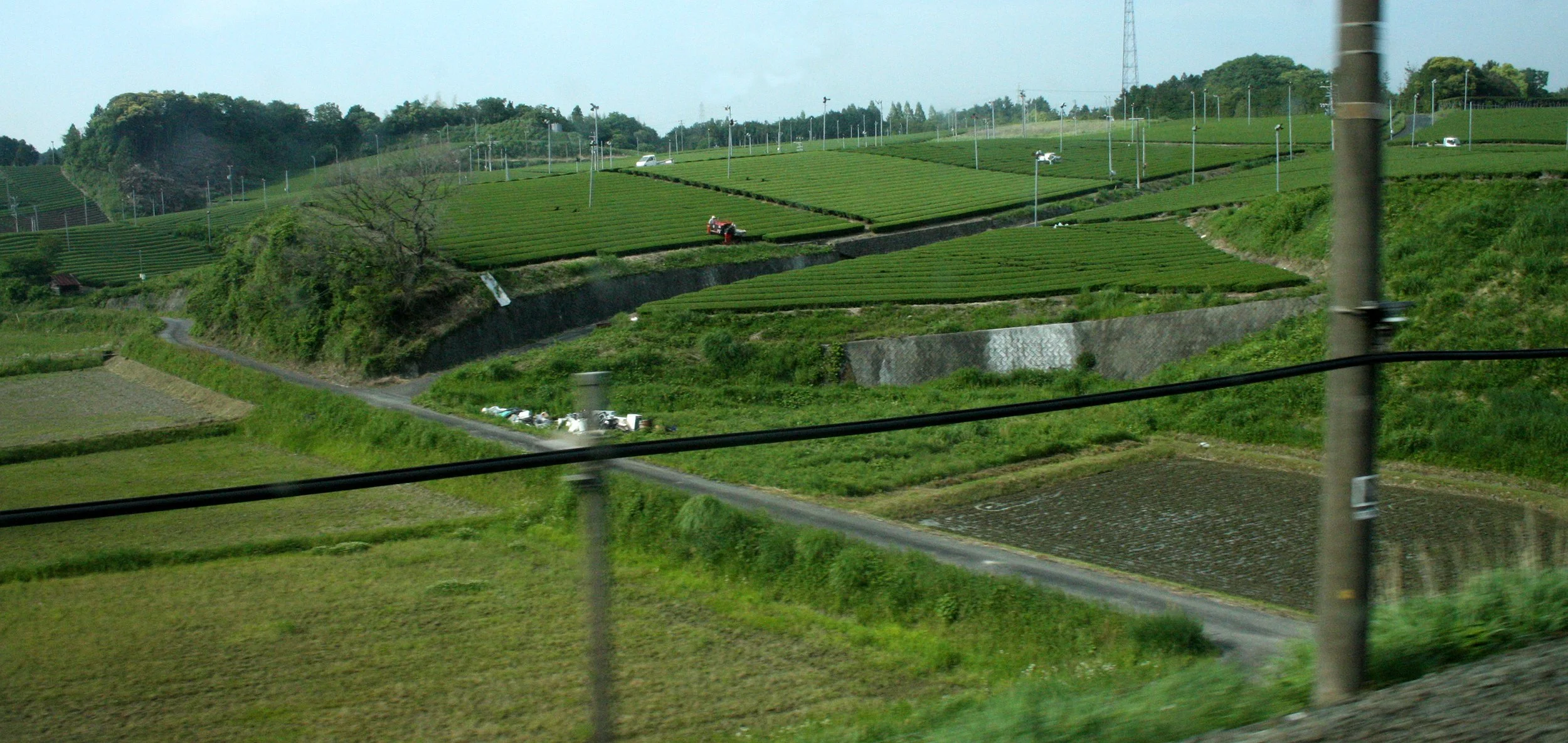 NAGOYA - OCHA ORCHARDS - MAY 2009 (2).JPG